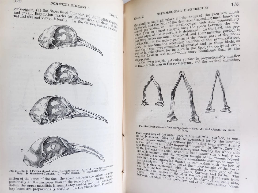 1876 CHARLES DARWIN VARIATION of ANIMALS & PLANTS antique 2 VOLUMES 2nd US ed. - 4