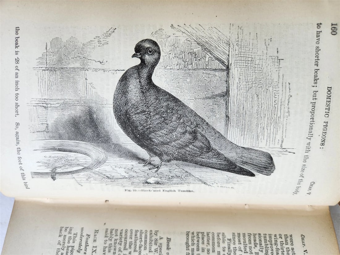 1876 CHARLES DARWIN VARIATION of ANIMALS & PLANTS antique 2 VOLUMES 2nd US ed. - 5