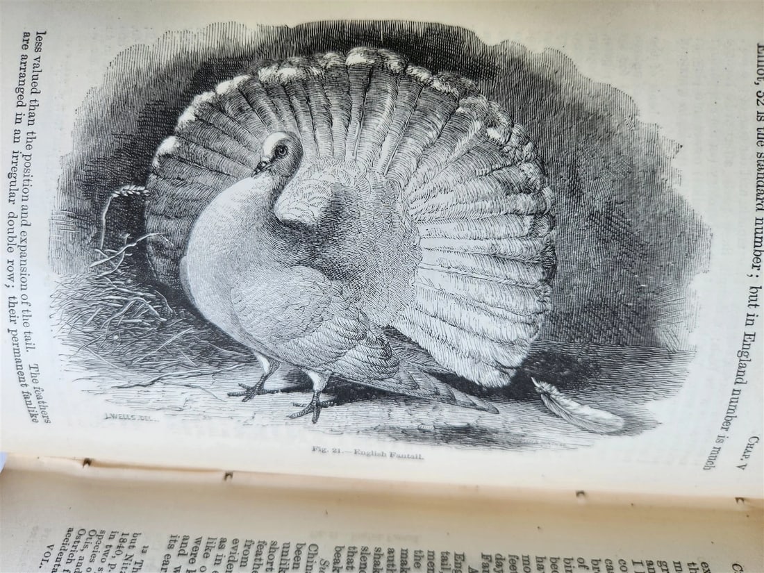 1876 CHARLES DARWIN VARIATION of ANIMALS & PLANTS antique 2 VOLUMES 2nd US ed. - 6