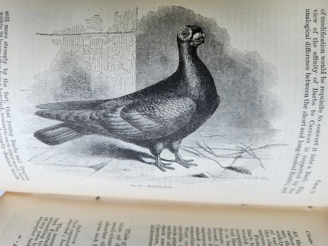 1876 CHARLES DARWIN VARIATION of ANIMALS & PLANTS antique 2 VOLUMES 2nd US ed. - 7