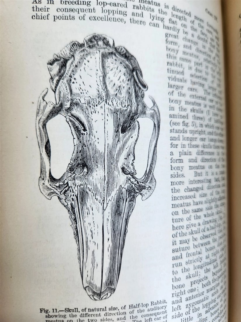 1876 CHARLES DARWIN VARIATION of ANIMALS & PLANTS antique 2 VOLUMES 2nd US ed. - 8