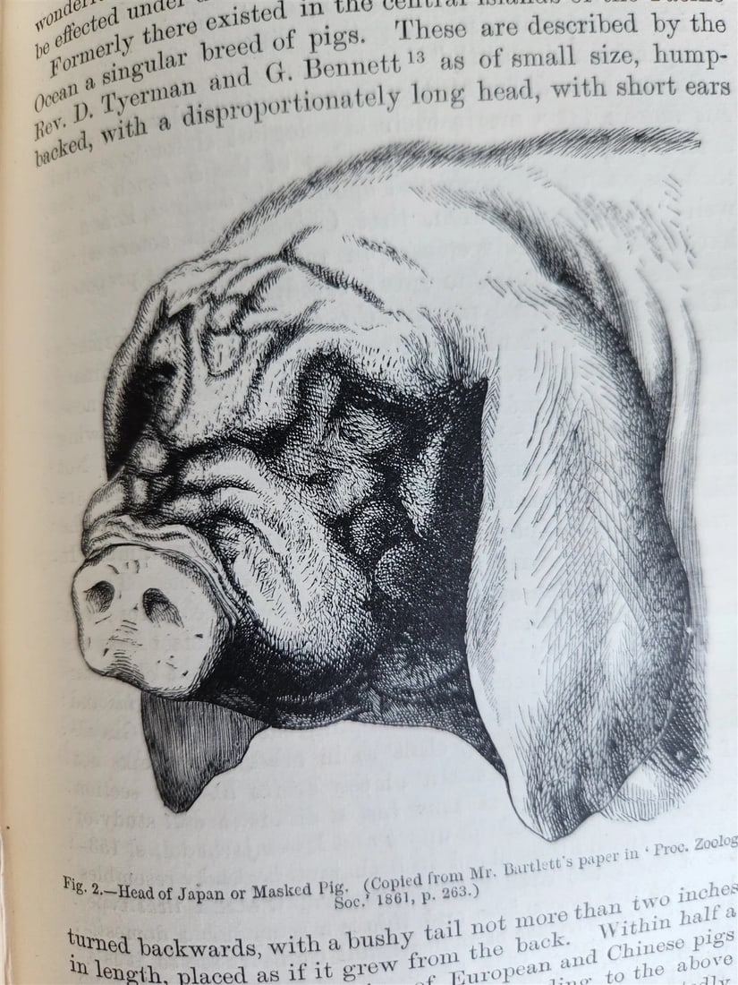 1876 CHARLES DARWIN VARIATION of ANIMALS & PLANTS antique 2 VOLUMES 2nd US ed. - 9