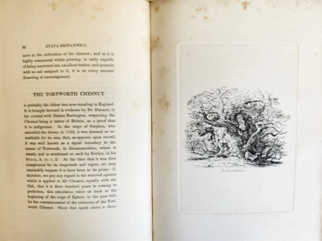 1831 SYLVA BRITANNICA or Portraits of Forest Trees antique ILLUSTRATED - 11