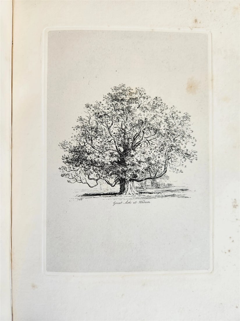 1831 SYLVA BRITANNICA or Portraits of Forest Trees antique ILLUSTRATED - 12