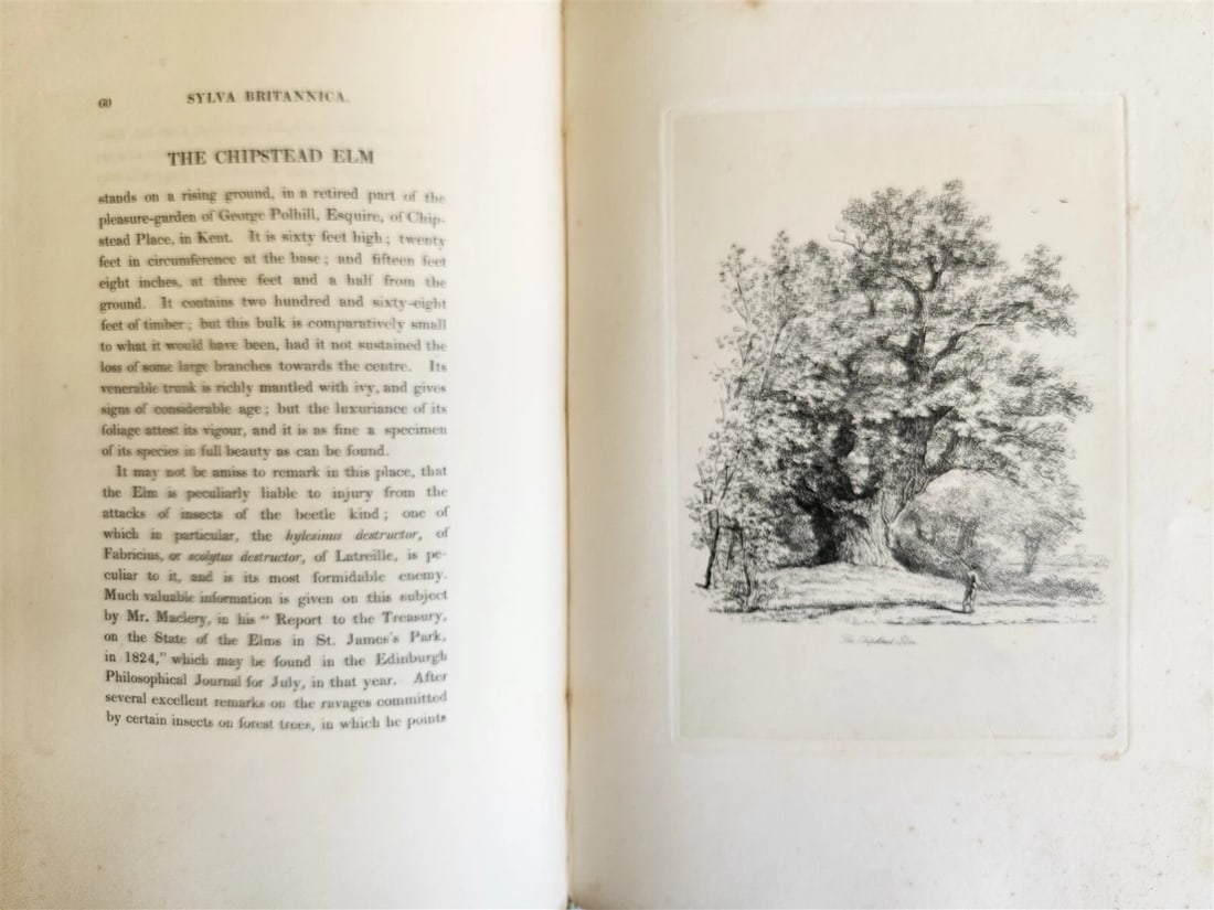 1831 SYLVA BRITANNICA or Portraits of Forest Trees antique ILLUSTRATED - 14