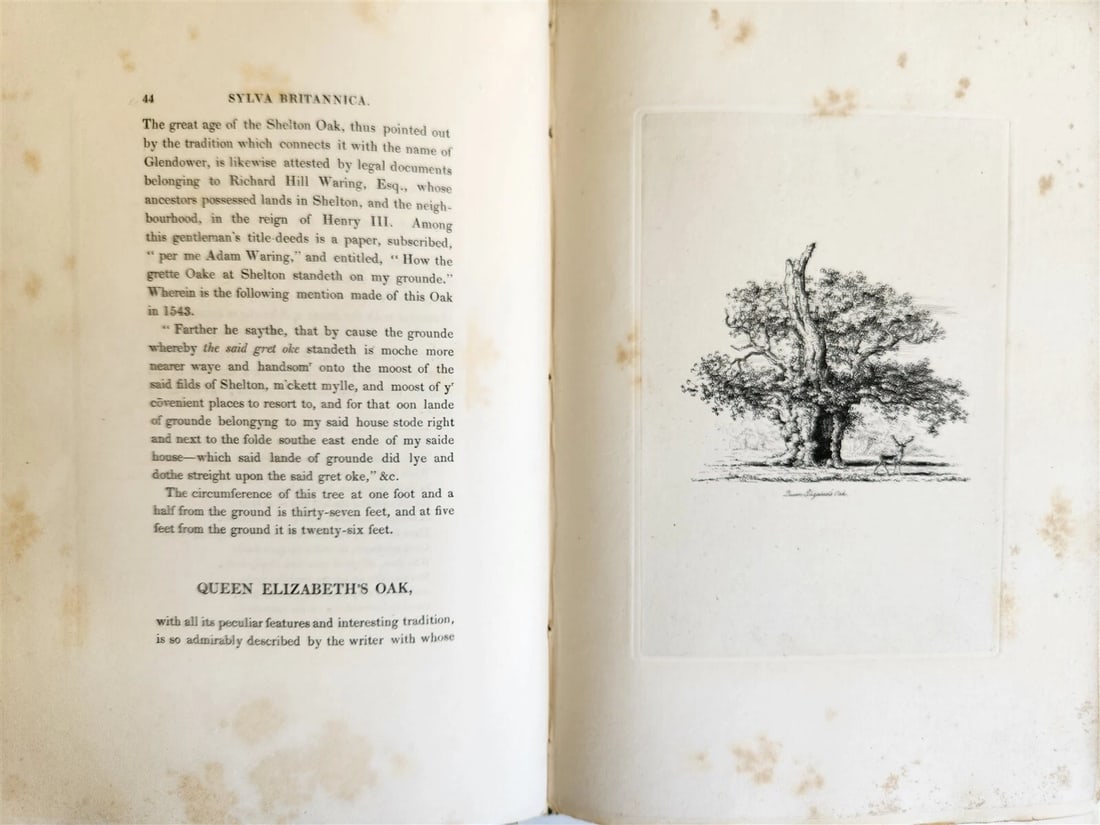 1831 SYLVA BRITANNICA or Portraits of Forest Trees antique ILLUSTRATED - 16