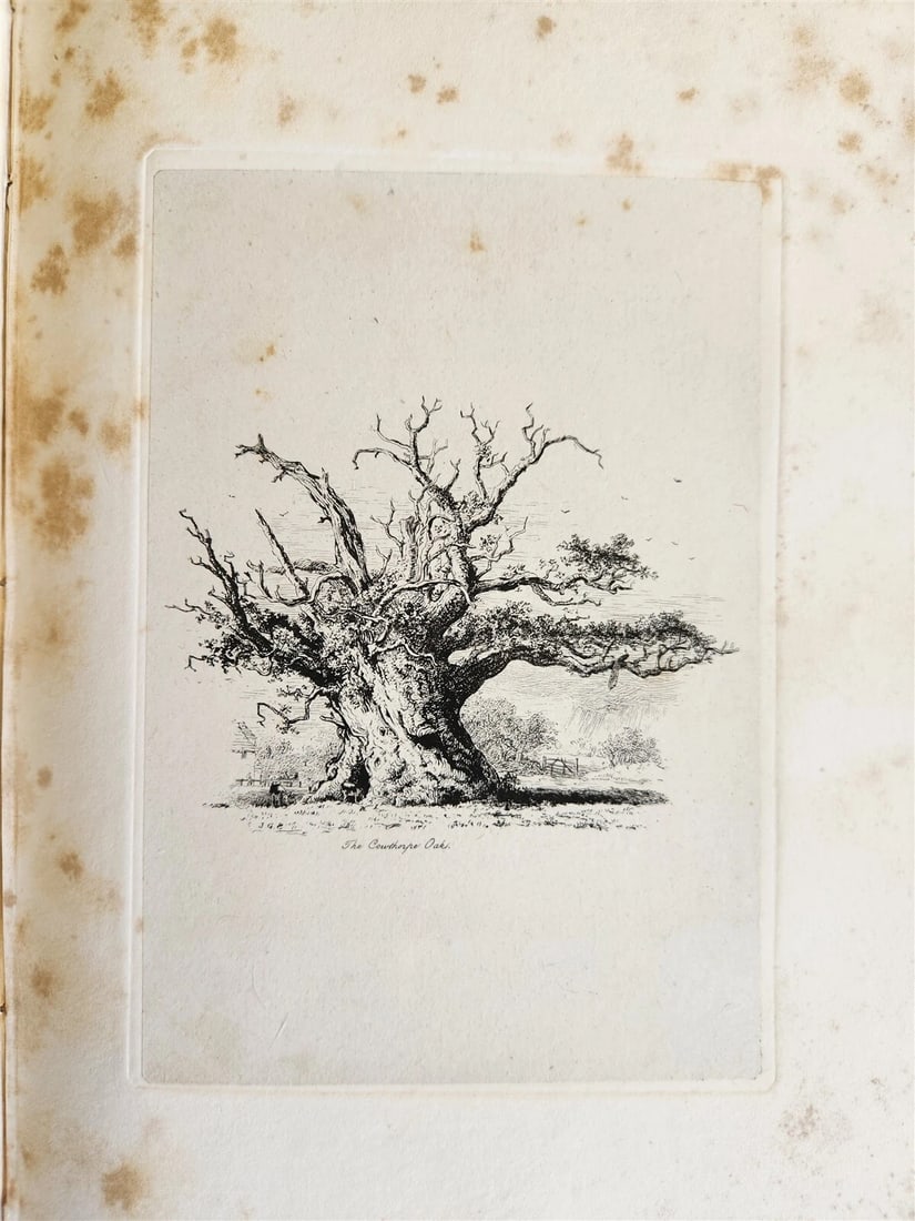 1831 SYLVA BRITANNICA or Portraits of Forest Trees antique ILLUSTRATED - 17