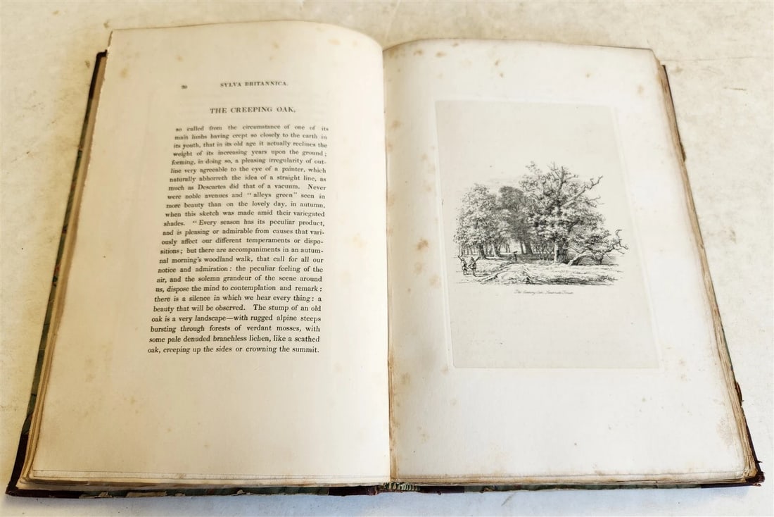 1831 SYLVA BRITANNICA or Portraits of Forest Trees antique ILLUSTRATED - 18