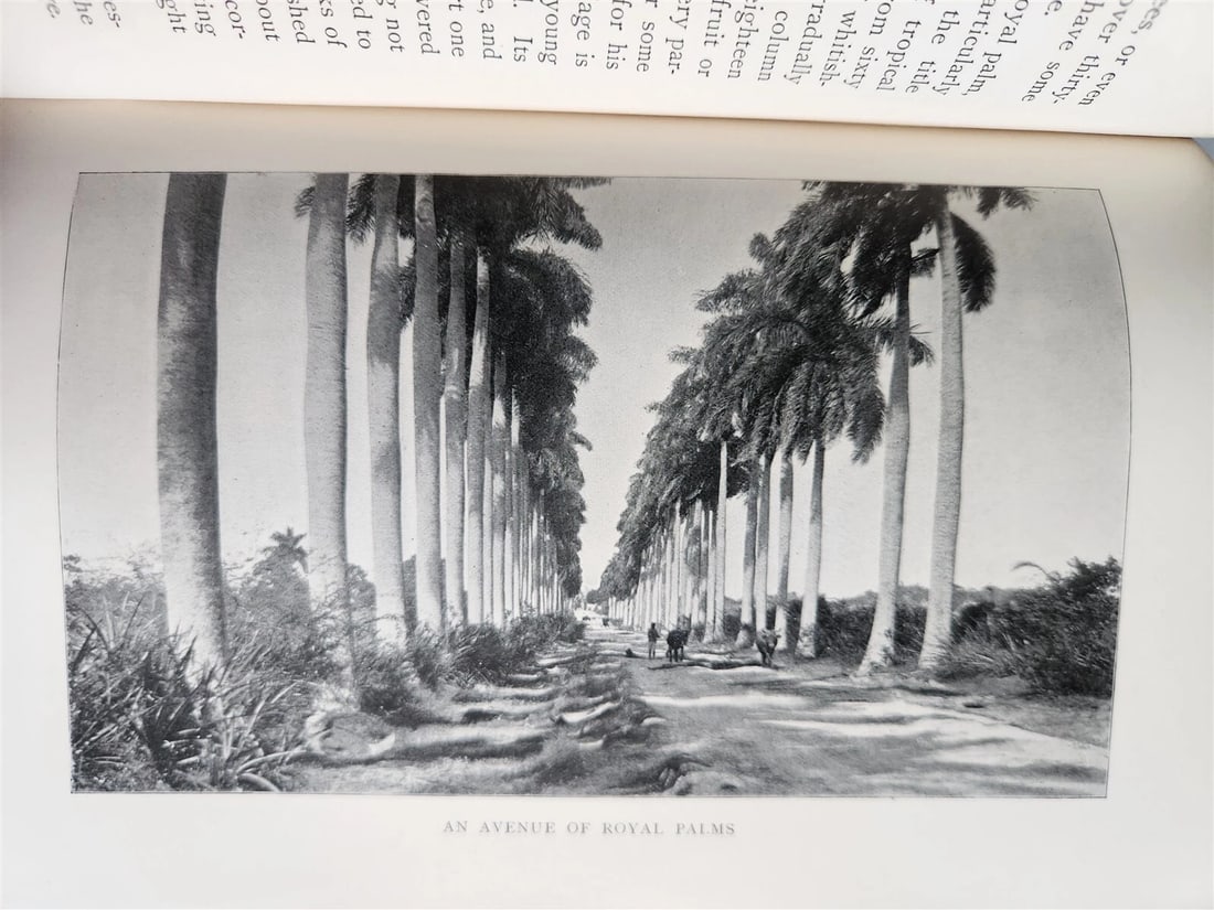 1898 COMMERCIAL CUBA by WILLIAM CLARK ILLUSTRATED SIGNED by AUTHOR ! antique - 15