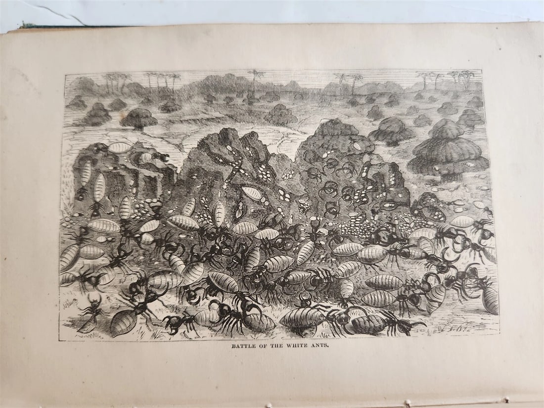 1871 MY APINGI KINGDOM LIFE in GREAT SAHARA PAUL DU CHAILLU antique ILLUSTRATED - 12