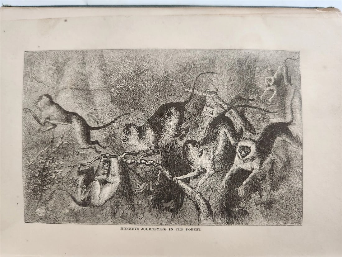 1871 MY APINGI KINGDOM LIFE in GREAT SAHARA PAUL DU CHAILLU antique ILLUSTRATED - 14