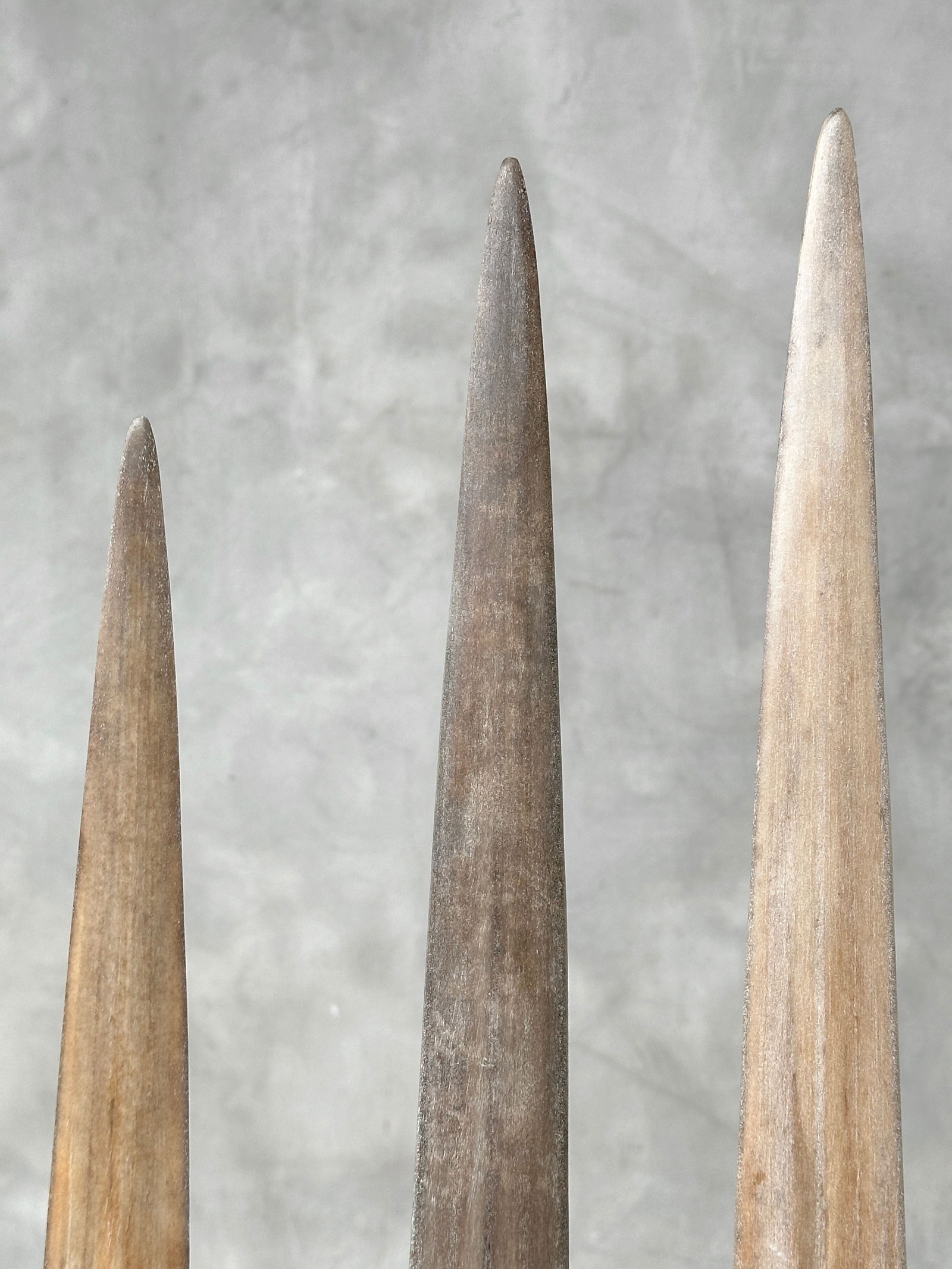 Swordfish tusk trio with custom stands - 10