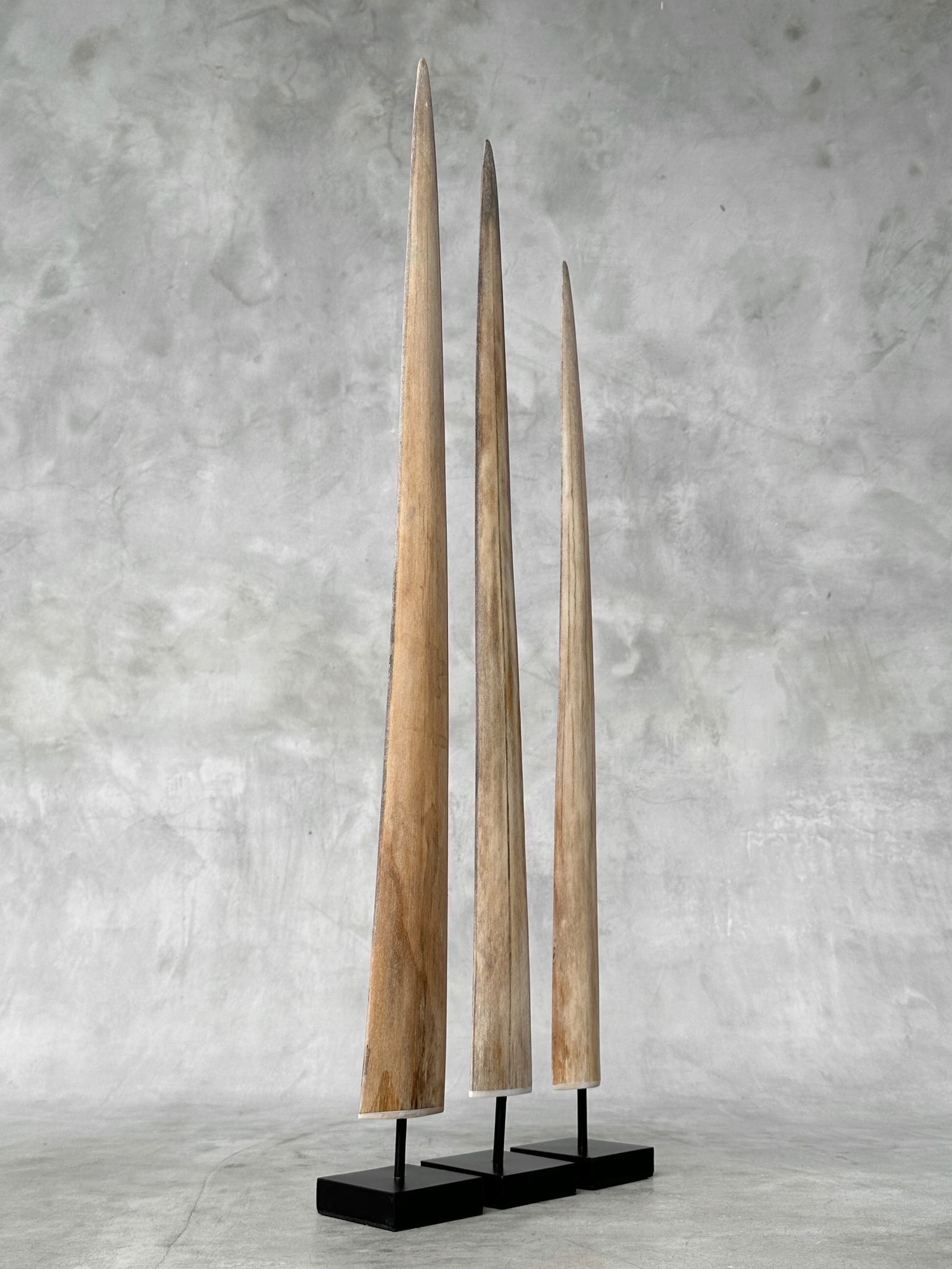 Swordfish tusk trio with custom stands - 3
