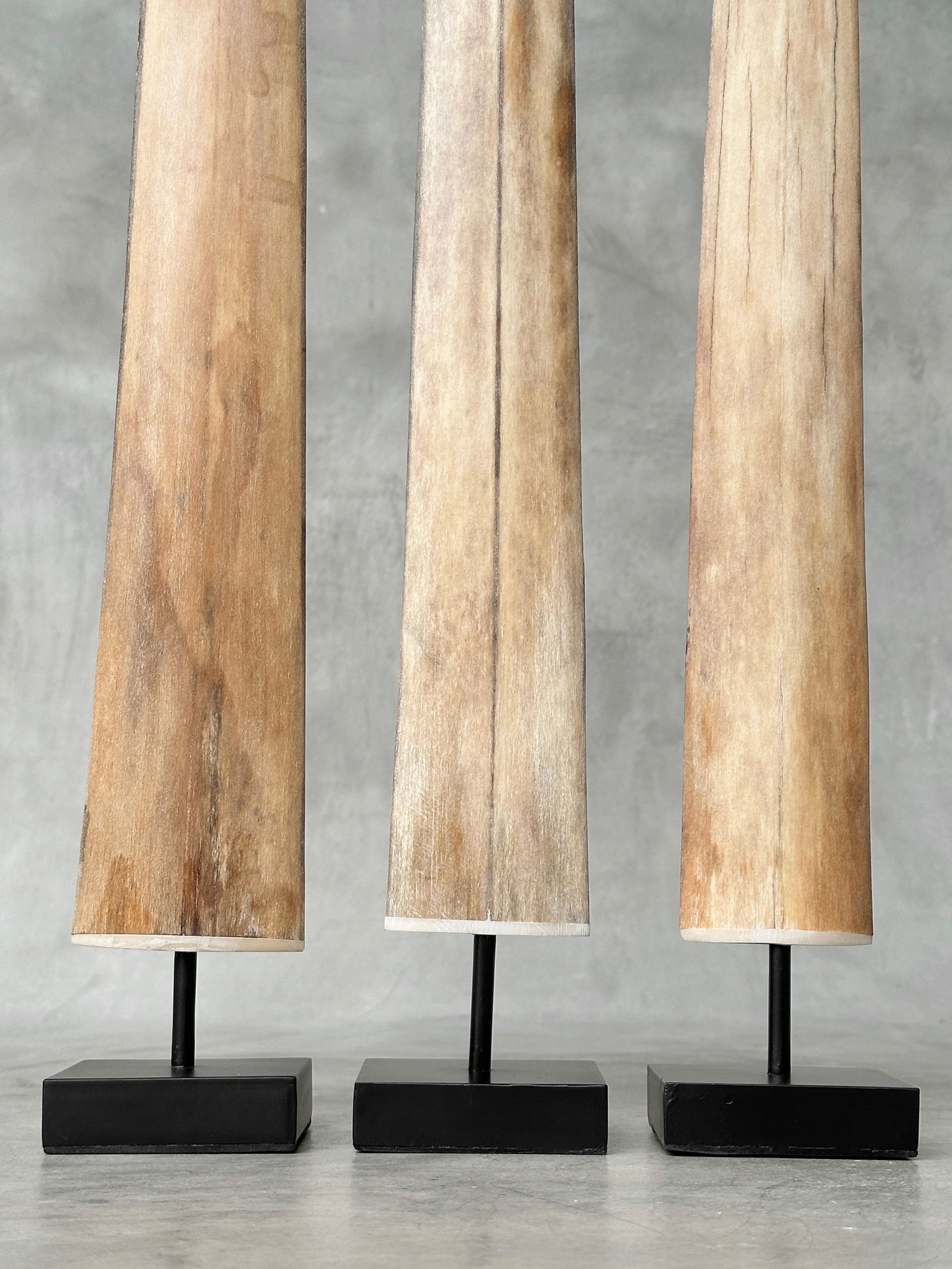 Swordfish tusk trio with custom stands - 4