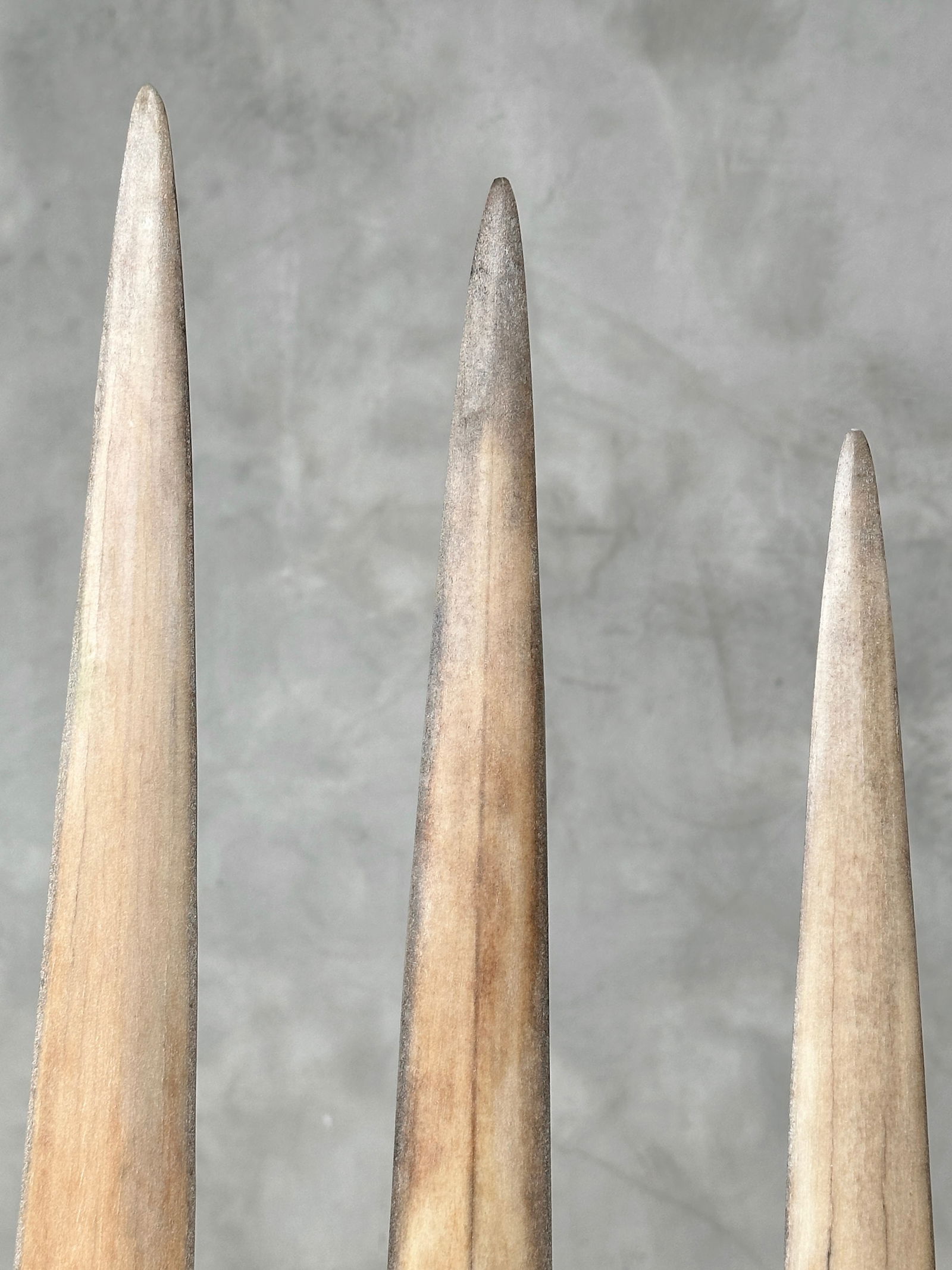 Swordfish tusk trio with custom stands - 8