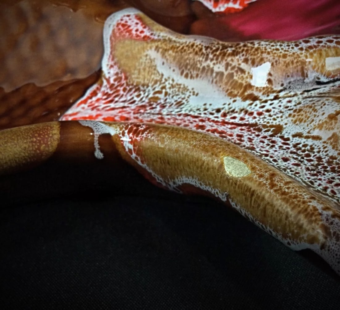 Beautiful Vallauris Compartmentalized Appetizer Dish – Fish and Rooster - 4