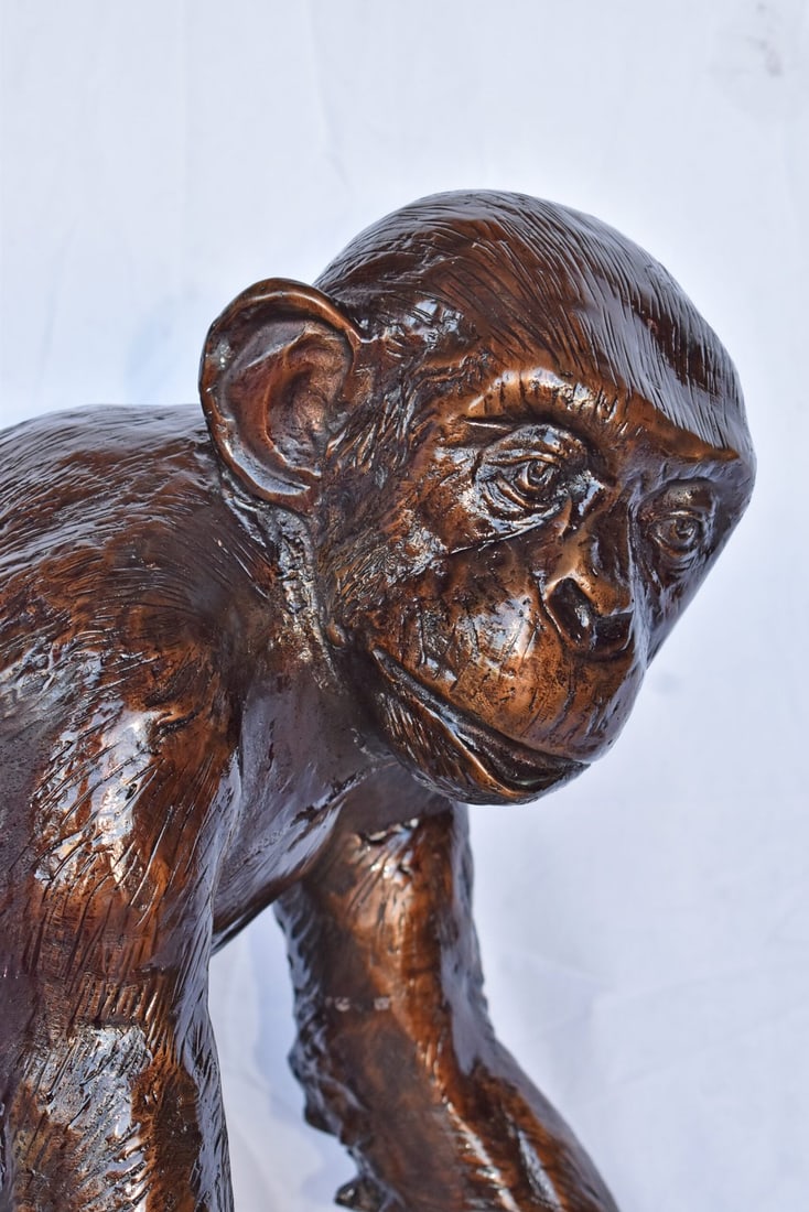Chimpanzee Standing and Looking around Bronze Statue - Size: 24" x 20" x 28"H - 11