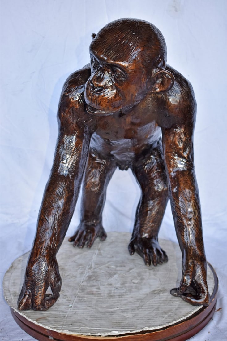 Chimpanzee Standing and Looking around Bronze Statue - Size: 24" x 20" x 28"H - 13