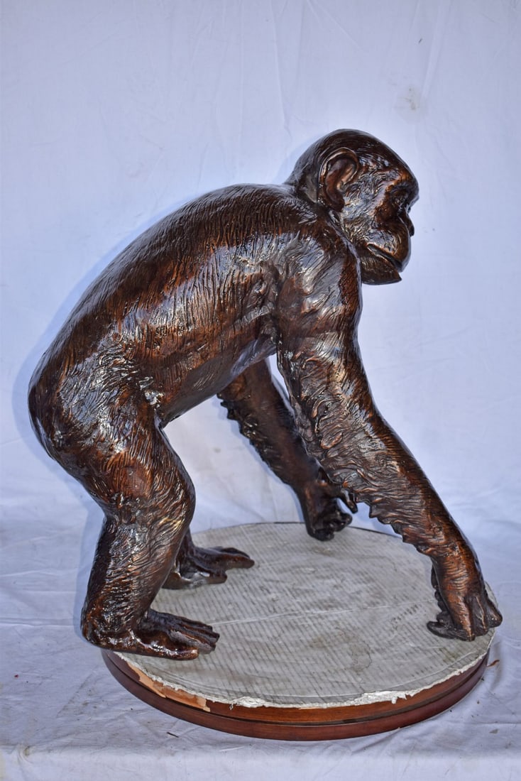 Chimpanzee Standing and Looking around Bronze Statue - Size: 24" x 20" x 28"H - 9