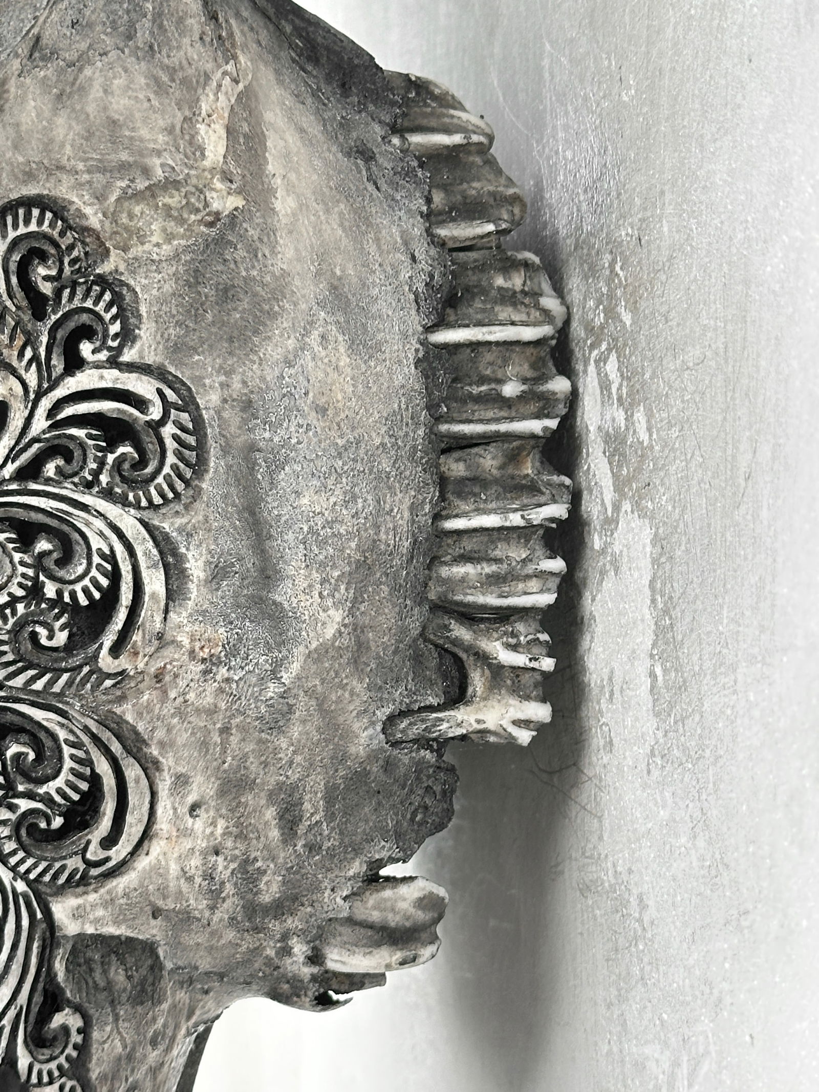 Stunning carved grey bull's skull - Badong motif - 9