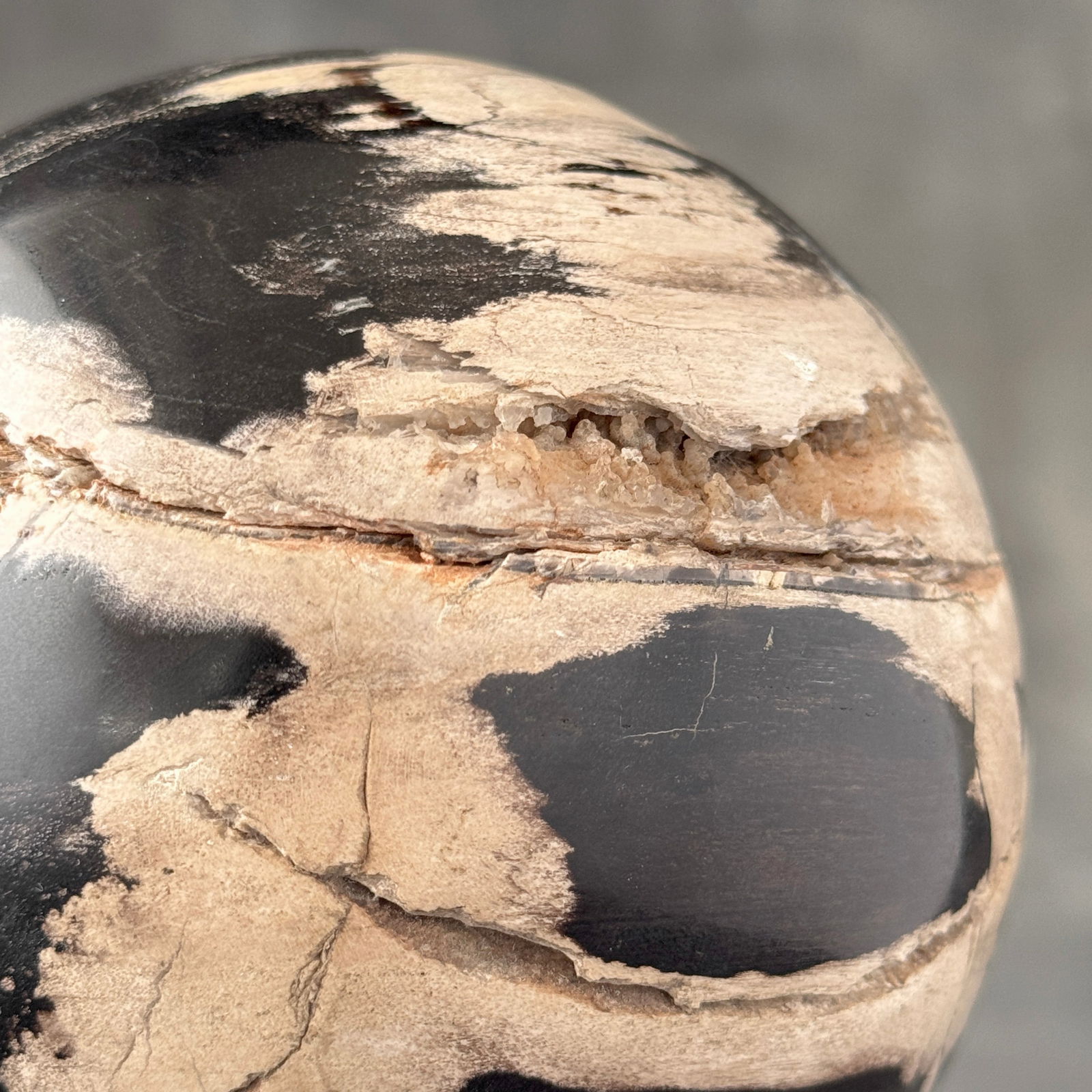 Wonderful set of 2 petrified wood spheres with stands - 6