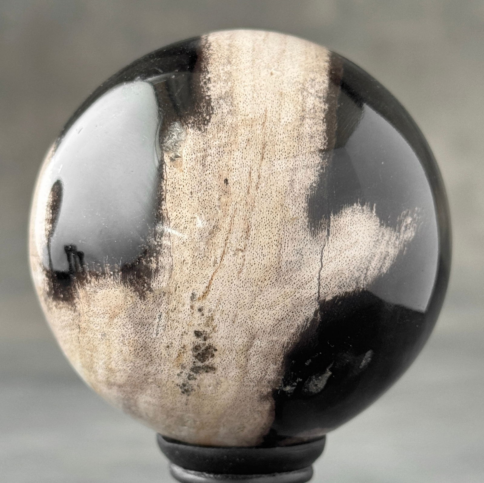 Wonderful set of 2 petrified wood spheres with stands - 9