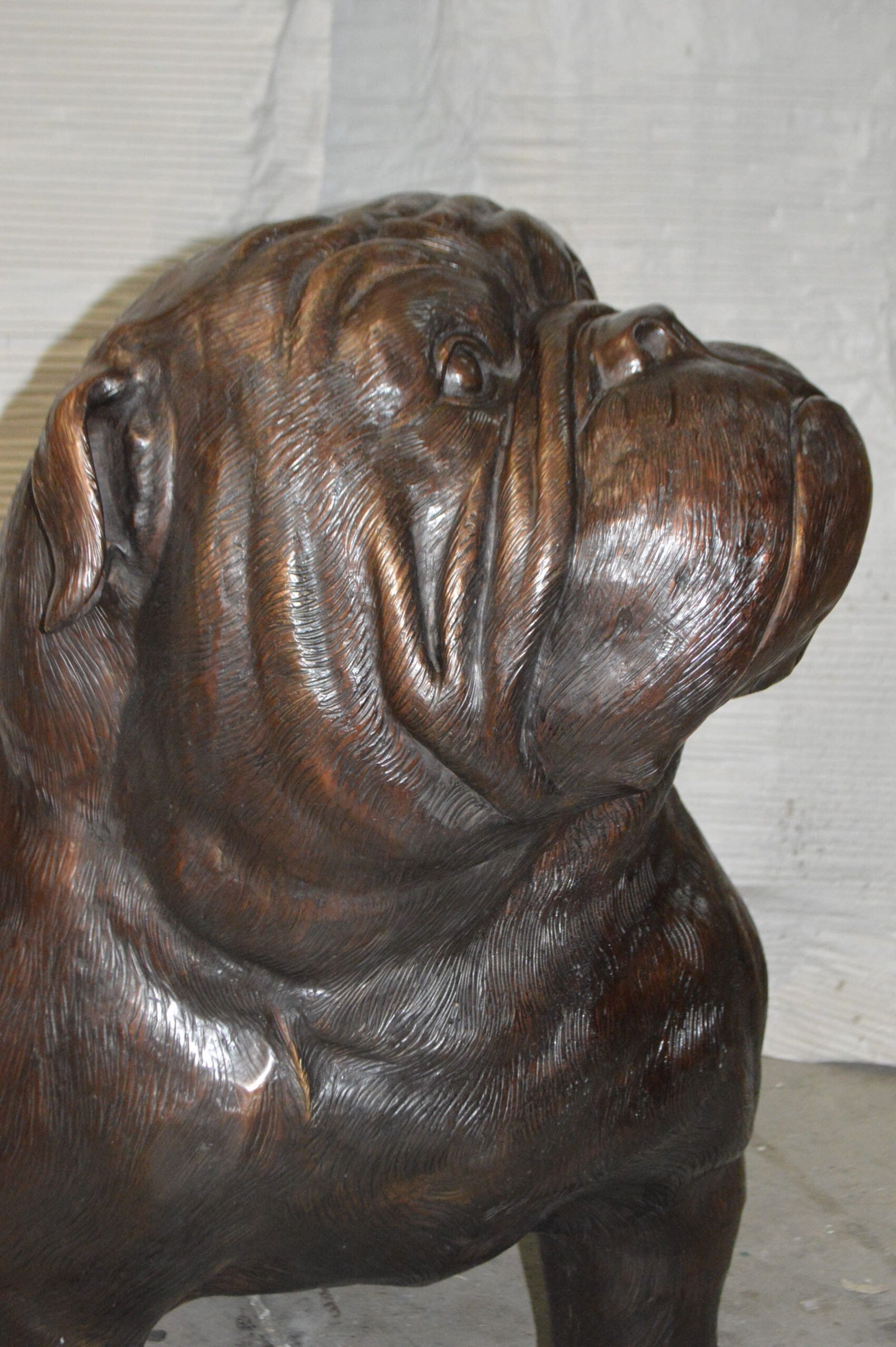 Bulldog Giant Bronze Statue - Size: 62"L x 26"W x 44"H. - 10