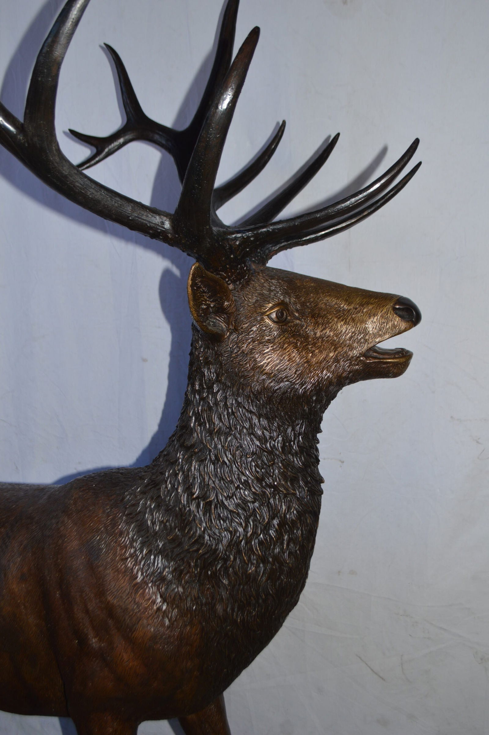 Standing Elk, life size bronze statue - Size: 42"L x 31"W x 77"H. - 9