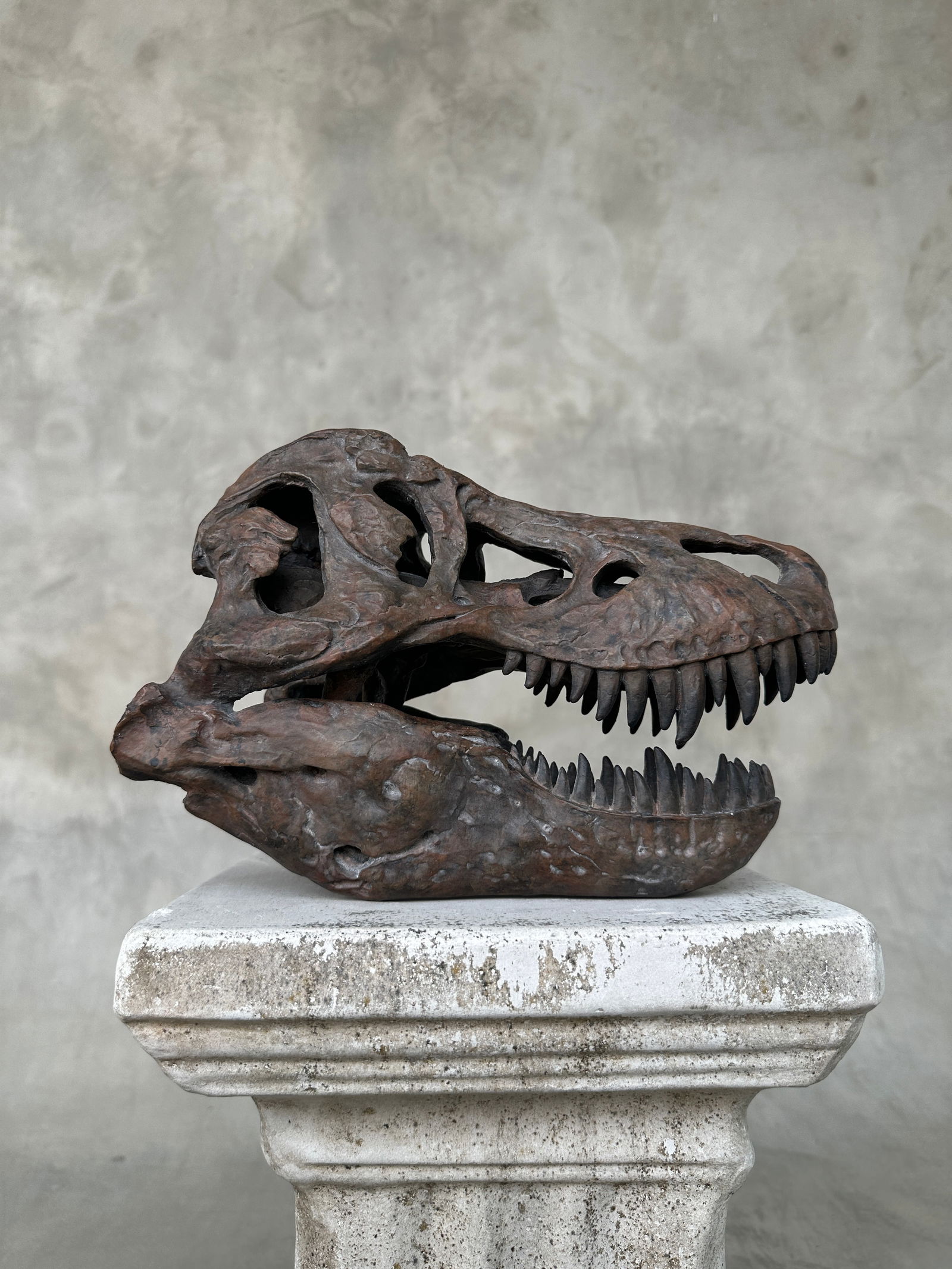 Tyrannosaurus Rex Skull Replica brown - Museum Quality - Taxidermy replica mount - 2