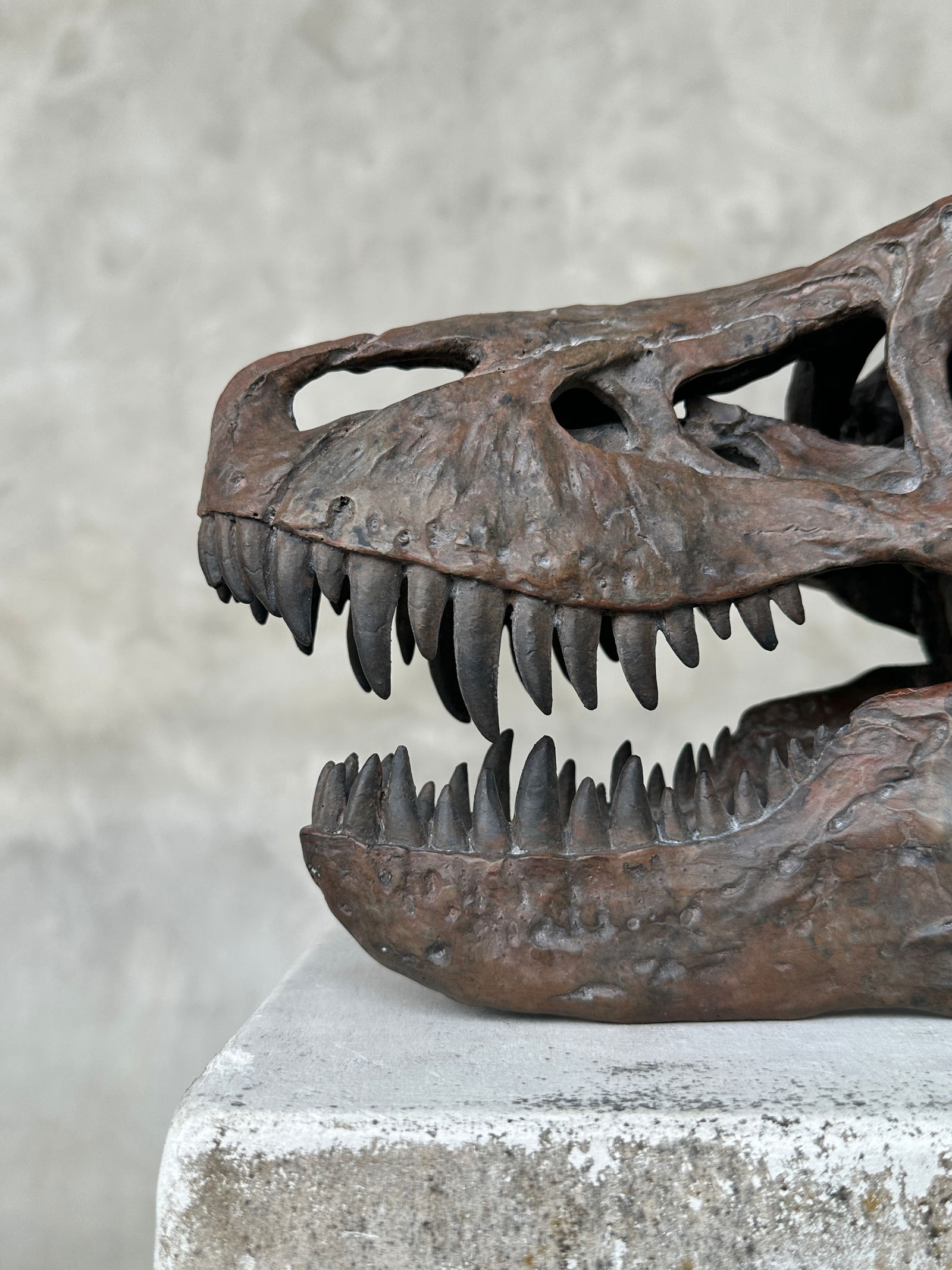 Tyrannosaurus Rex Skull Replica brown - Museum Quality - Taxidermy replica mount - 5