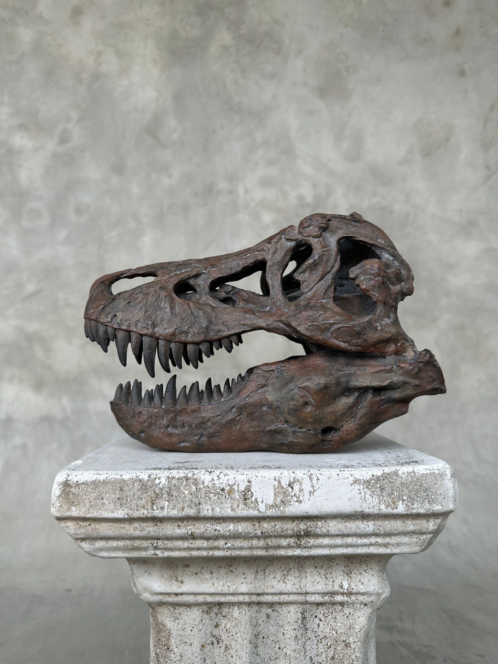Tyrannosaurus Rex Skull Replica brown - Museum Quality - Taxidermy replica mount - 7