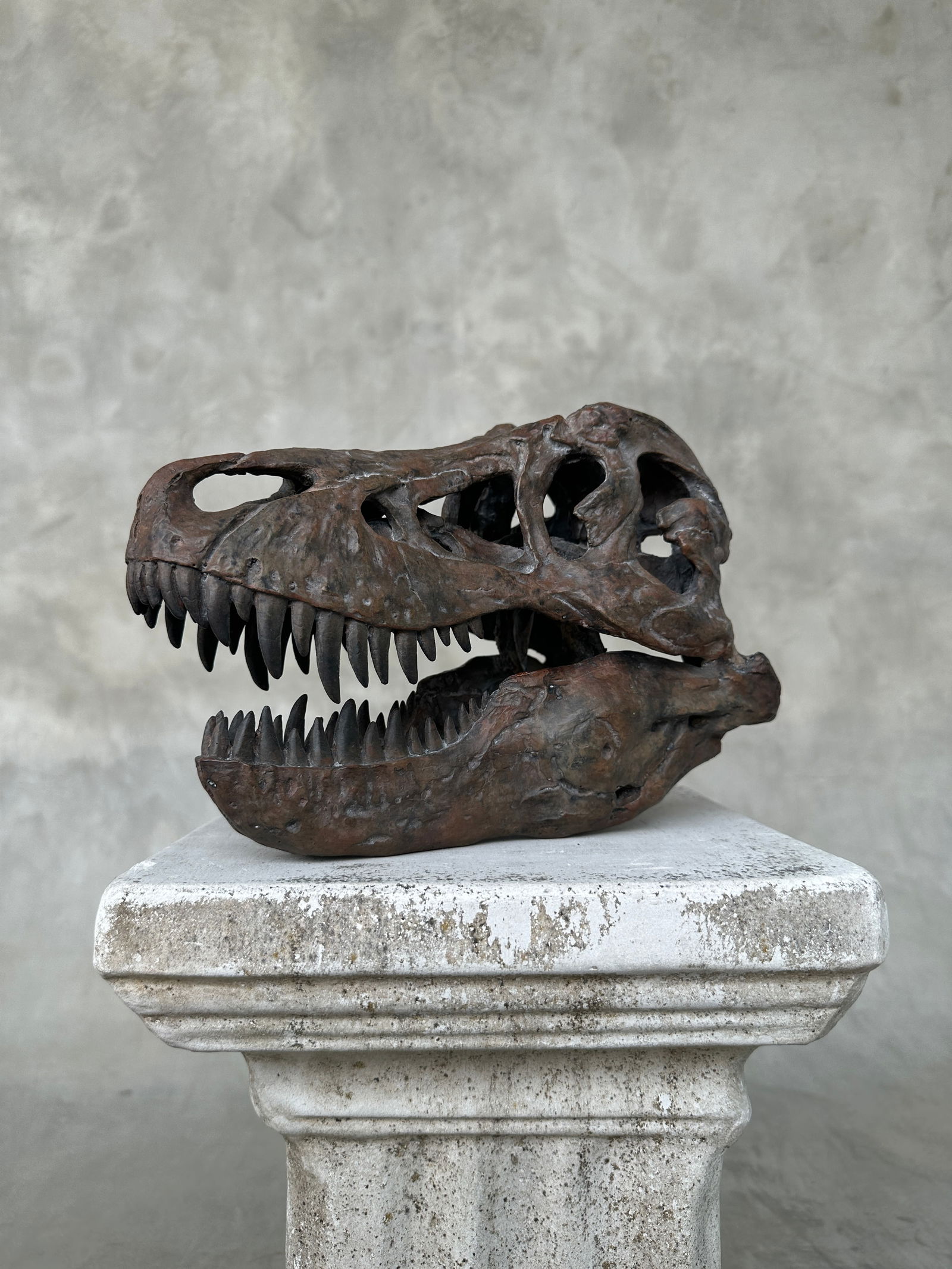 Tyrannosaurus Rex Skull Replica brown - Museum Quality - Taxidermy replica mount - 8