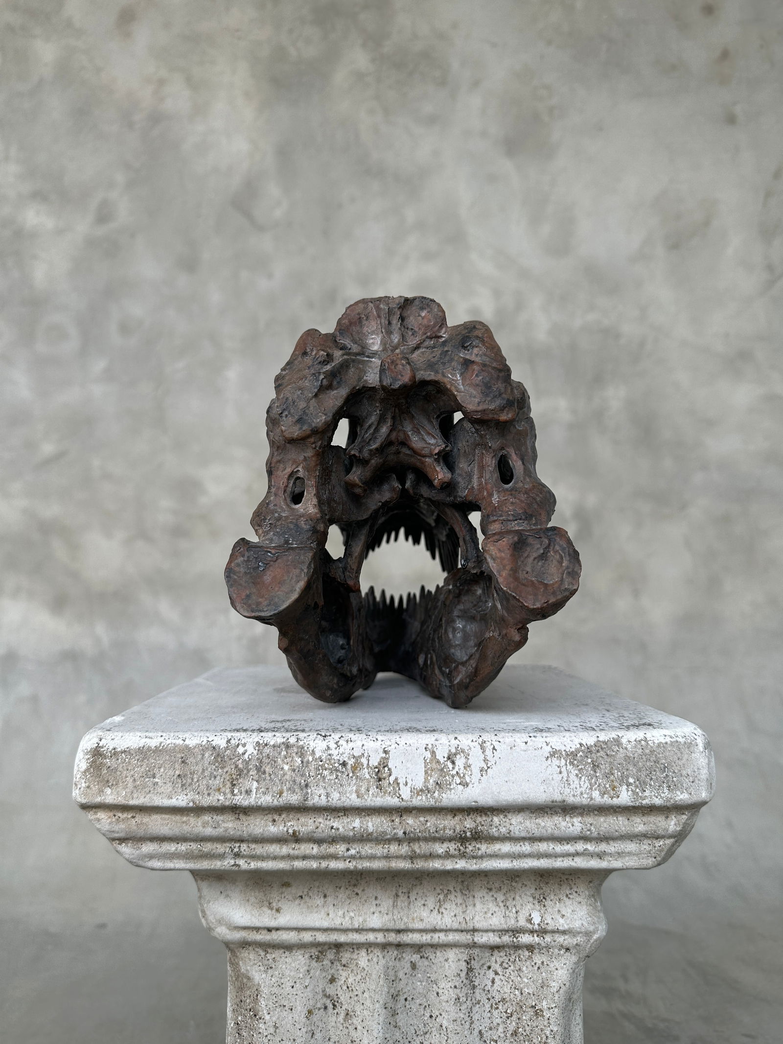 Tyrannosaurus Rex Skull Replica brown - Museum Quality - Taxidermy replica mount - 9