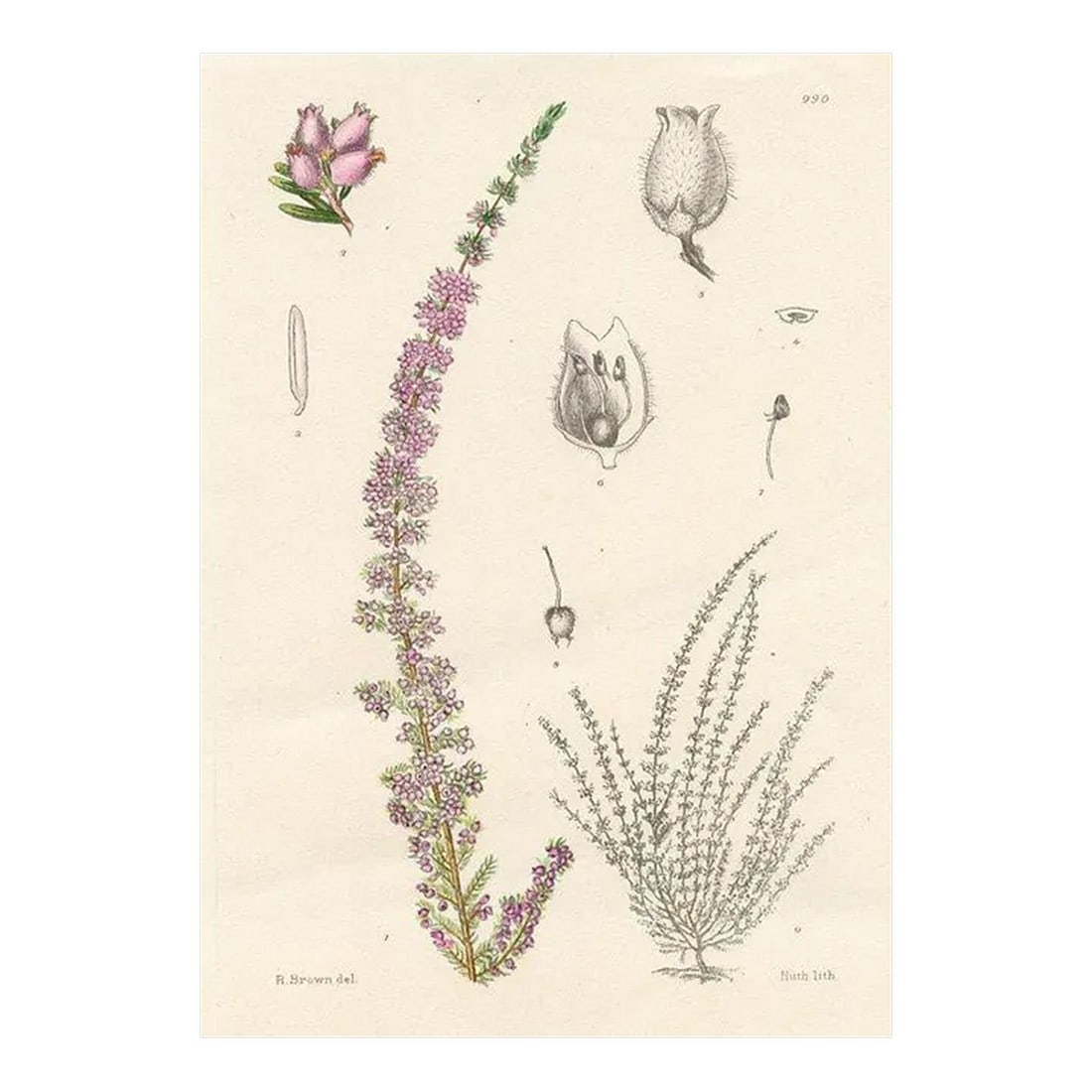 1920s, Small-Flowered Heather Print, Plants of South Africa, Original Antique Botanical Print, Litho: Original 1920s hand-colored botanical print of the Small-flowered Heather (Erica parviflora). Appeared in "Flowering Plants of South Africa", a series featuring plants native to South Africa. Series