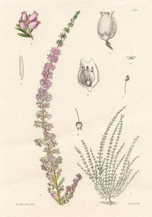 1920s, Small-Flowered Heather Print, Plants of South Africa, Original Antique Botanical Print, Litho - 2