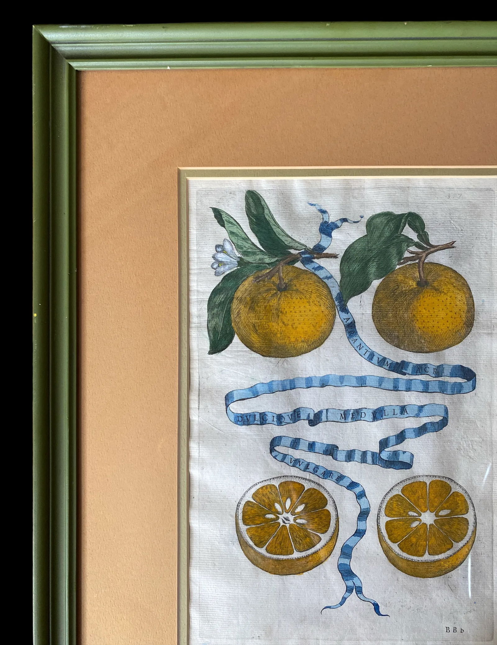 17th Century French Antique Hand Colored Engraving "Hesperides" Engraved by Bloemaert Framed - 4