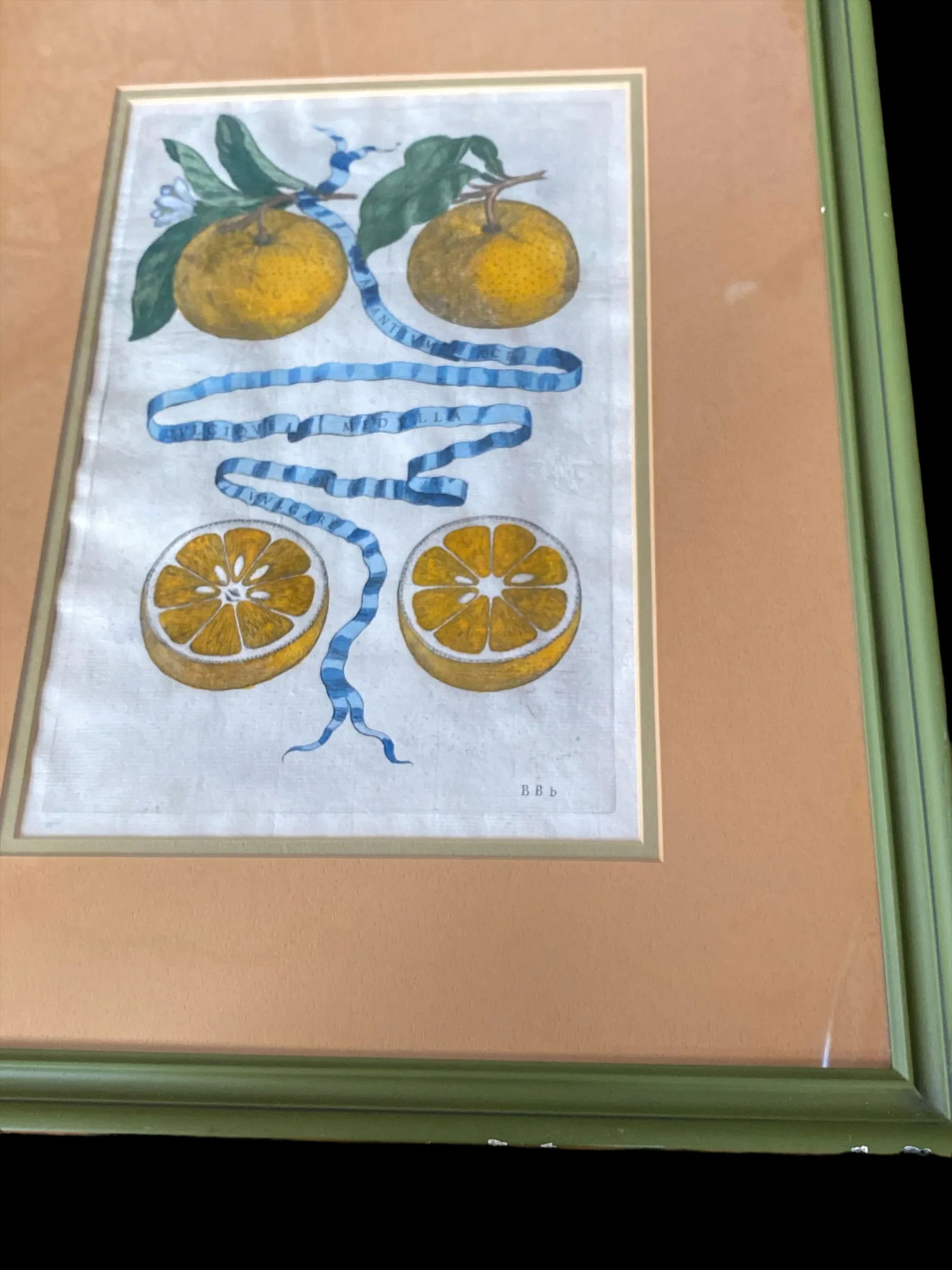 17th Century French Antique Hand Colored Engraving "Hesperides" Engraved by Bloemaert Framed - 6