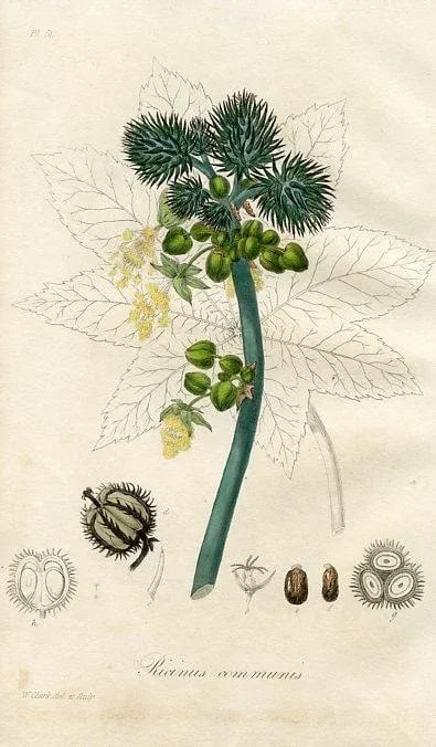 1836, Castor-Oil Plant Botanical Print, Medical Botany, Original Antique Engraving, England - 2