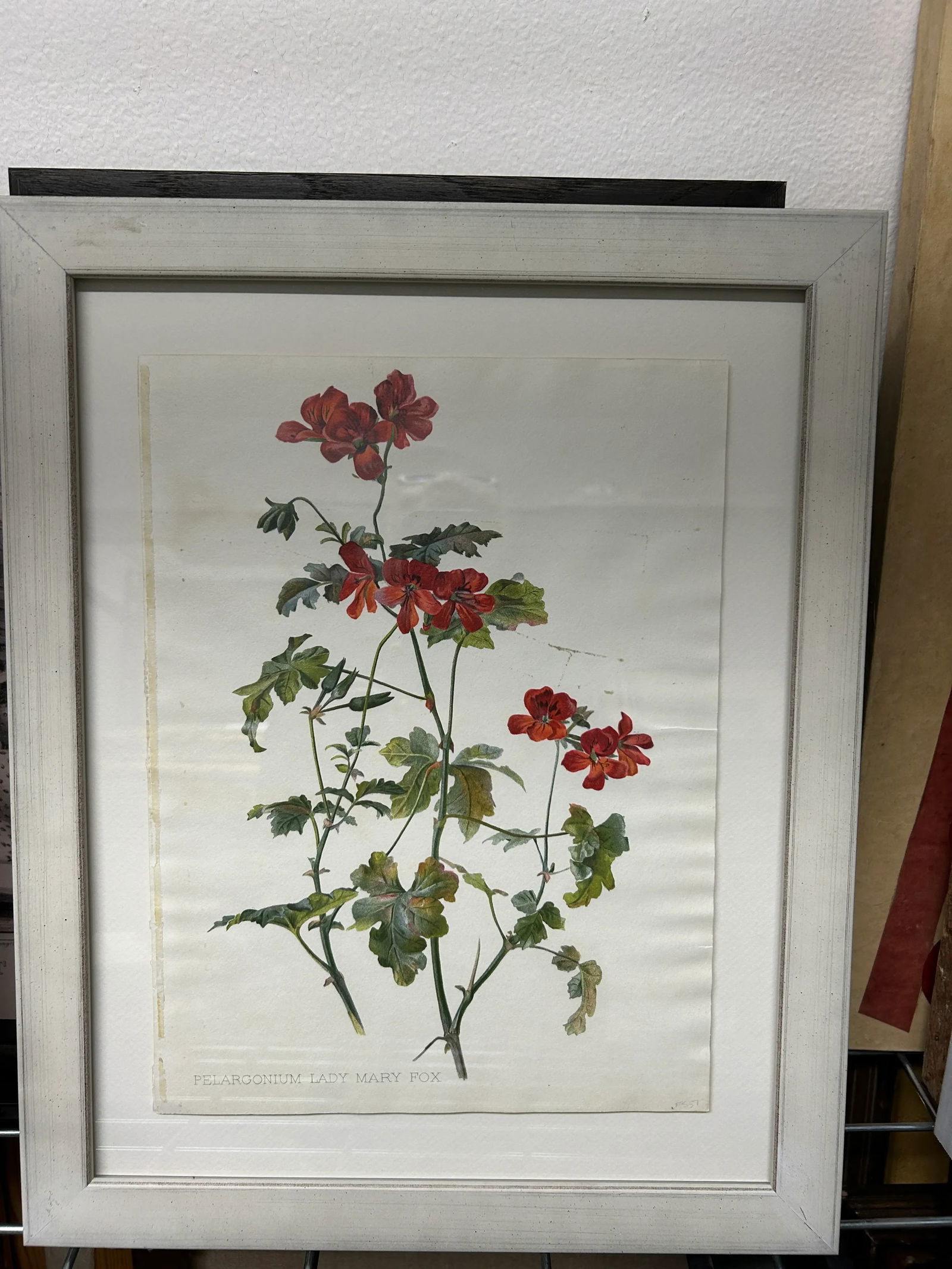 Antique Botanical Print Pelargonium Lady Mary Fox Framed Original 1904, Framed - 10