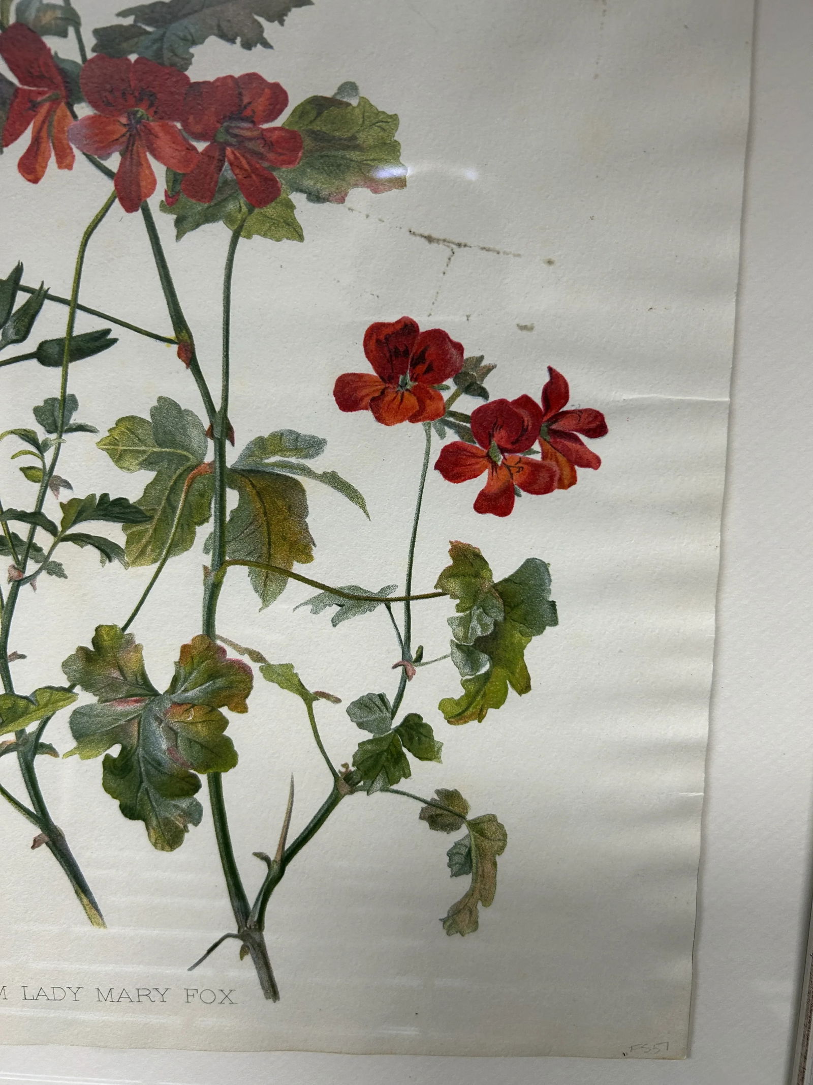 Antique Botanical Print Pelargonium Lady Mary Fox Framed Original 1904, Framed - 11