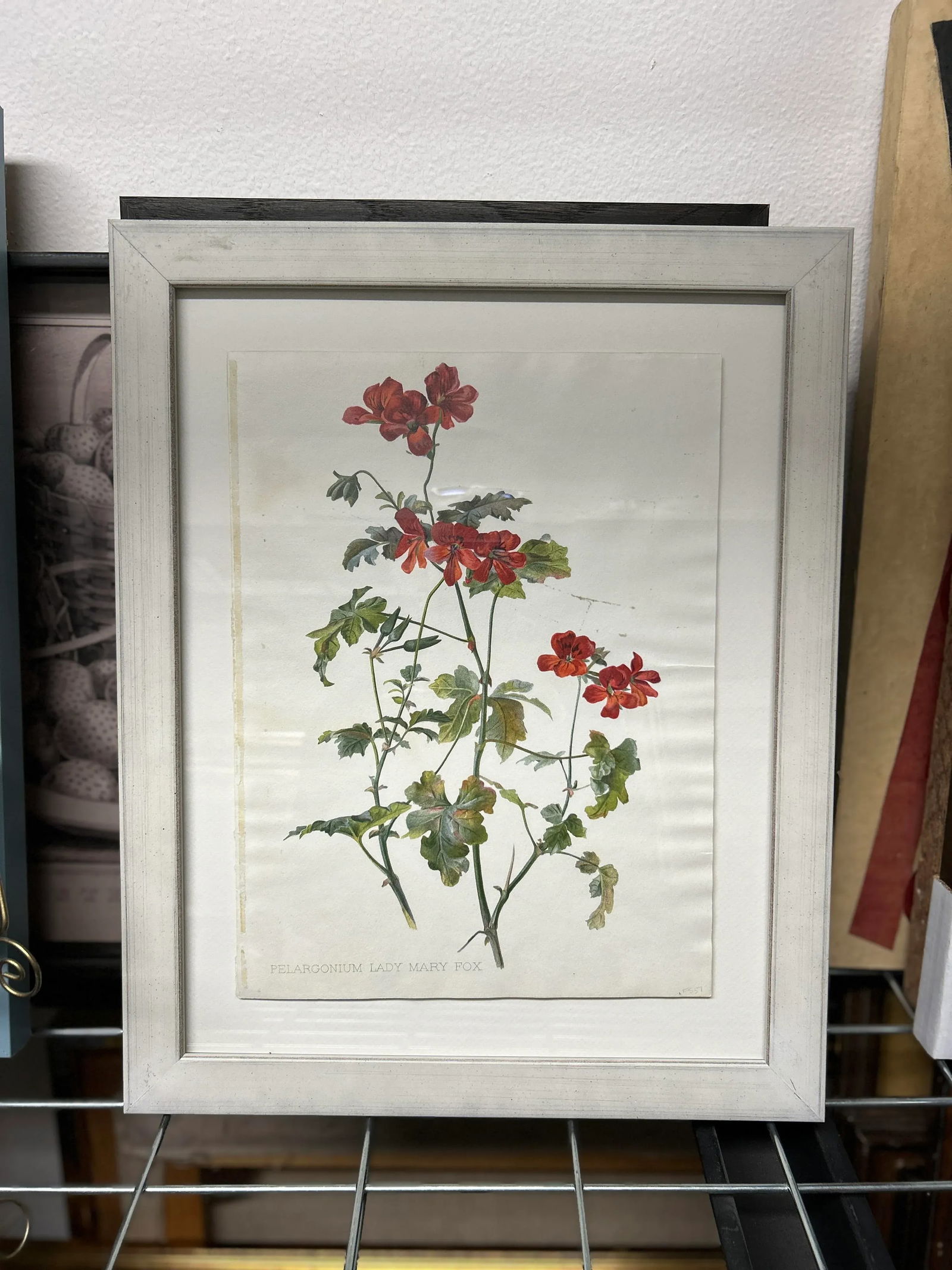 Antique Botanical Print Pelargonium Lady Mary Fox Framed Original 1904, Framed - 12