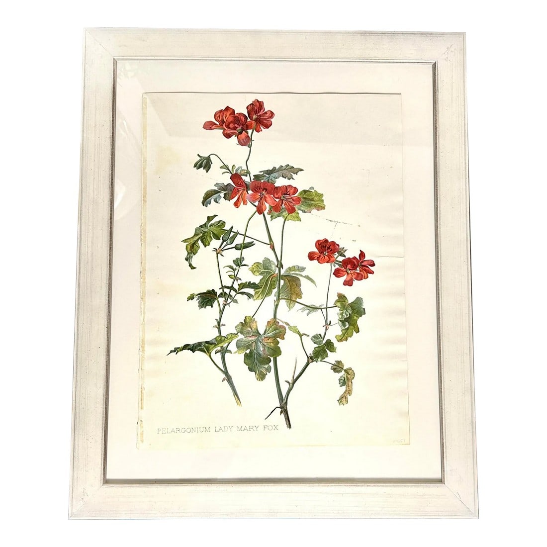 Antique Botanical Print Pelargonium Lady Mary Fox Framed Original 1904, Framed: Pelargonium Lady Mary Fox framed Original 1904 Antique Botanical Chromolithograph Print Framed. Original antique print from Flora and Sylva (published in London) edited by Wm Robinson. Condition: