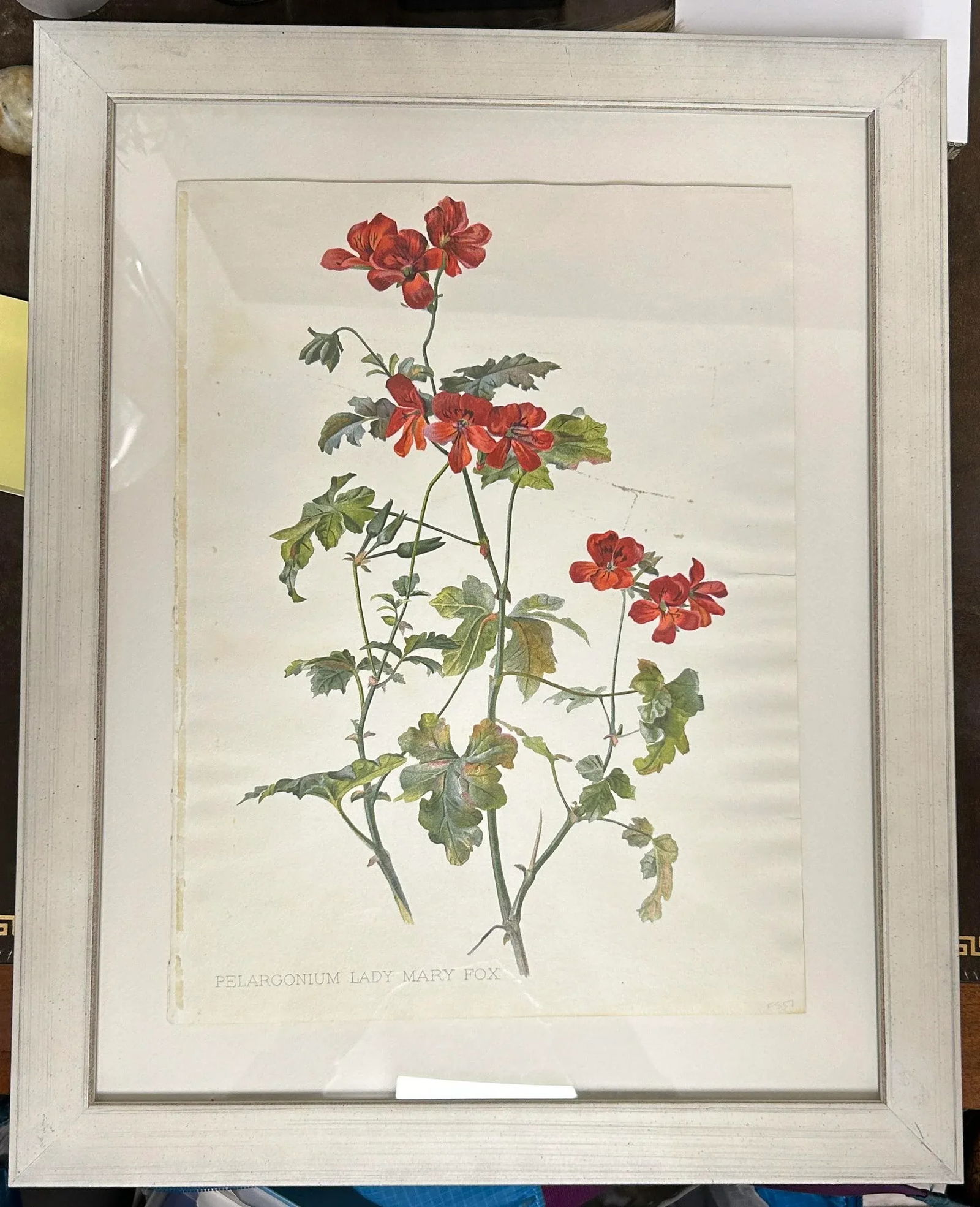 Antique Botanical Print Pelargonium Lady Mary Fox Framed Original 1904, Framed - 2