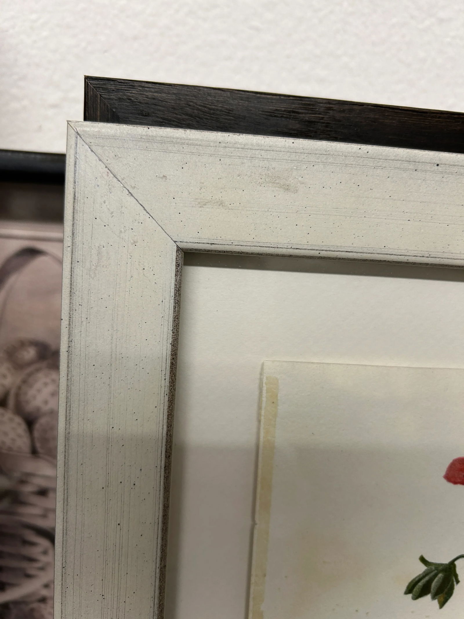 Antique Botanical Print Pelargonium Lady Mary Fox Framed Original 1904, Framed - 3