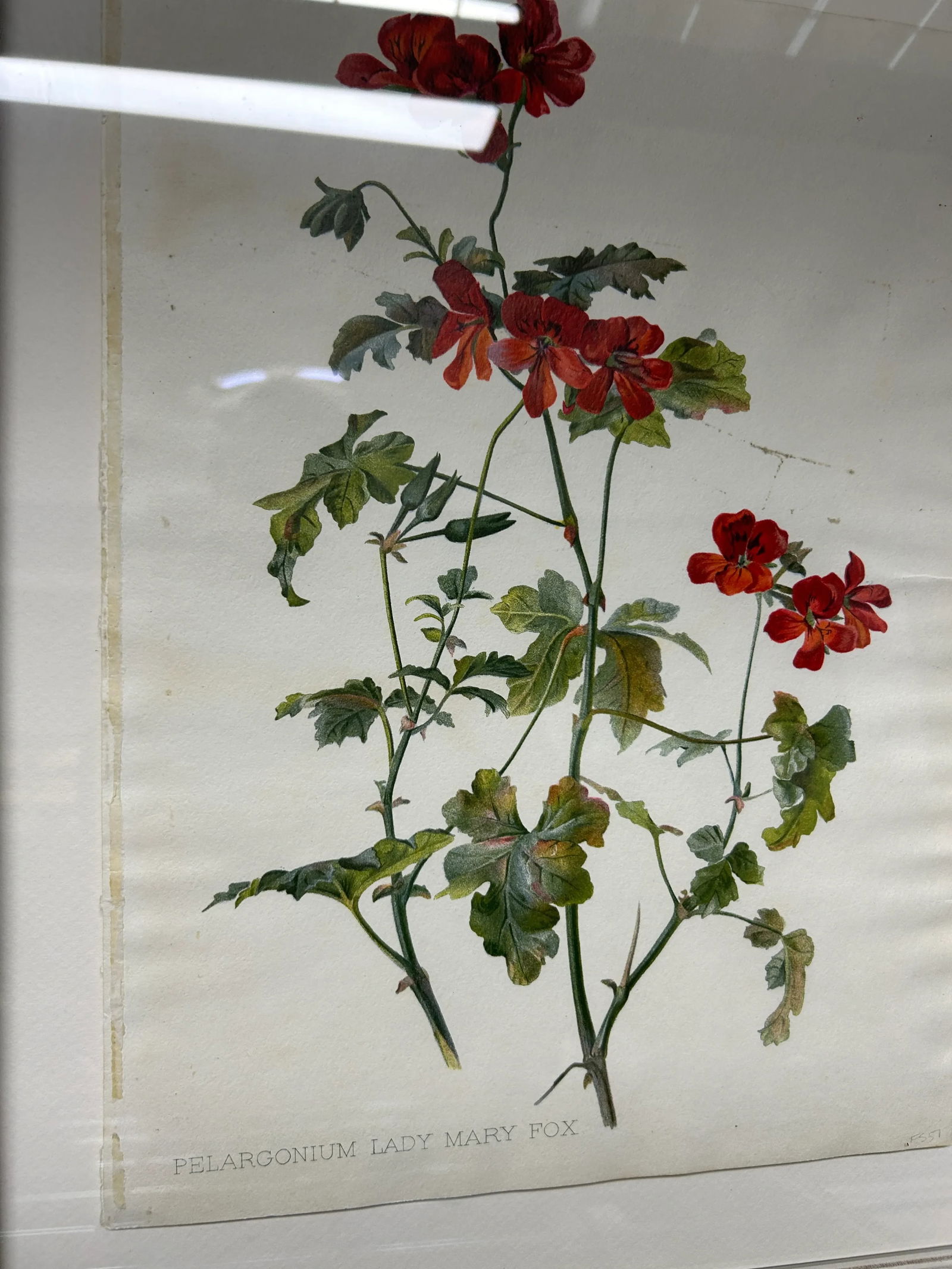 Antique Botanical Print Pelargonium Lady Mary Fox Framed Original 1904, Framed - 6