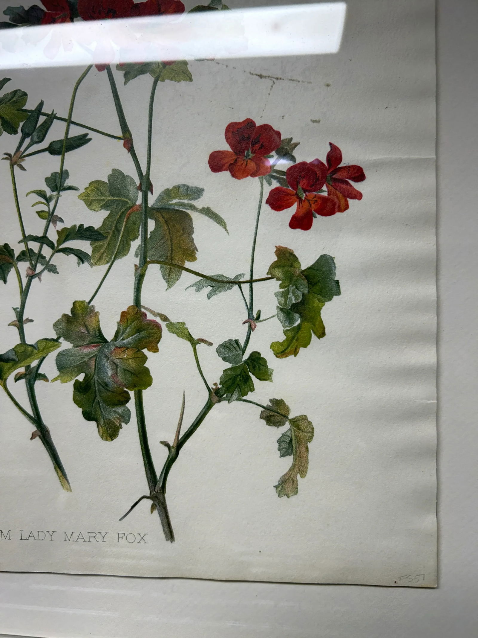 Antique Botanical Print Pelargonium Lady Mary Fox Framed Original 1904, Framed - 8