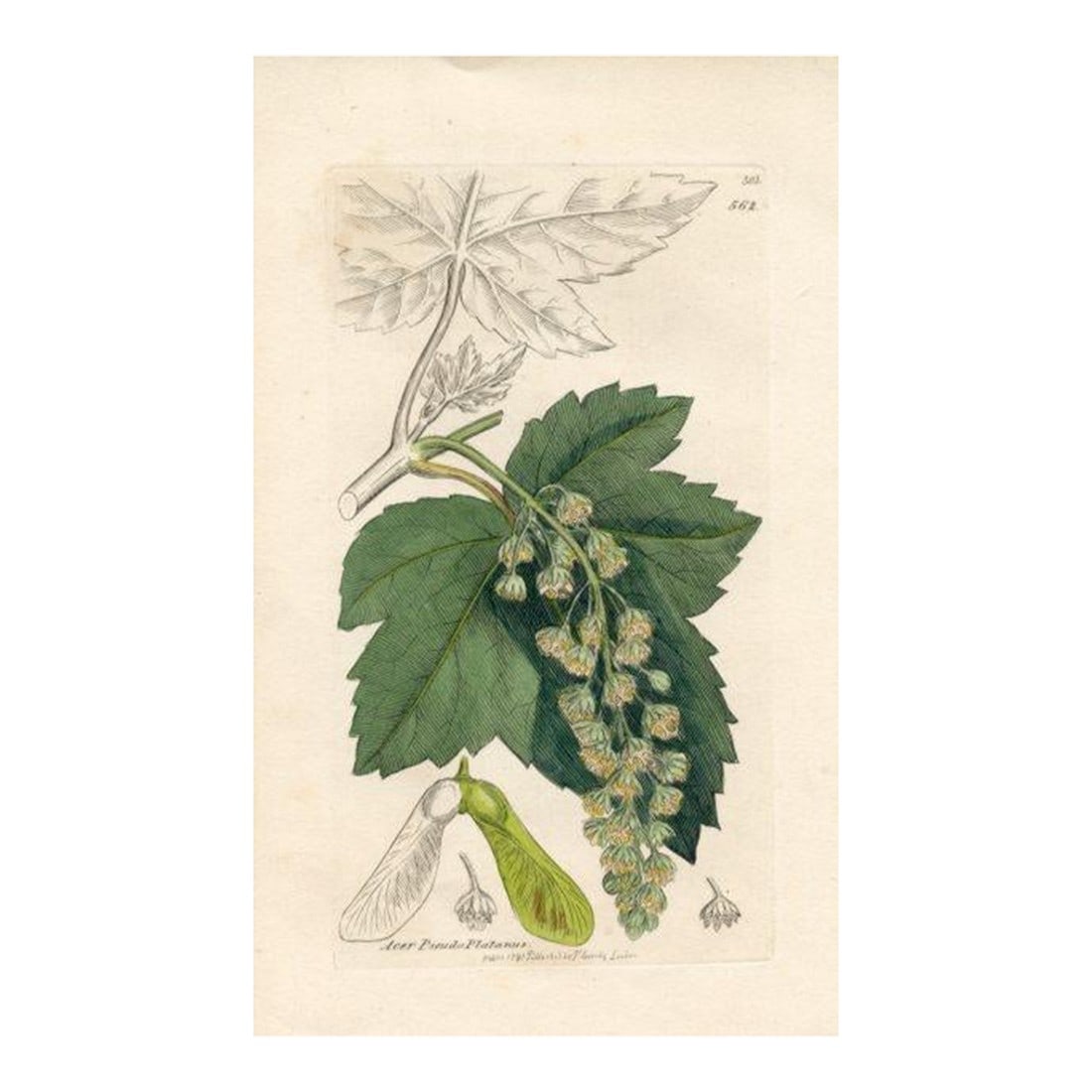 1840s, Sycamore Tree Print by James Sowerby, Original Antique Botanical Engraving, England: Original hand-colored botanical print from an early edition of "English Botany", the monumental work by James Sowerby that portrayed over 3000 plants native to the British Isles. Sowerby (1757-1822) w