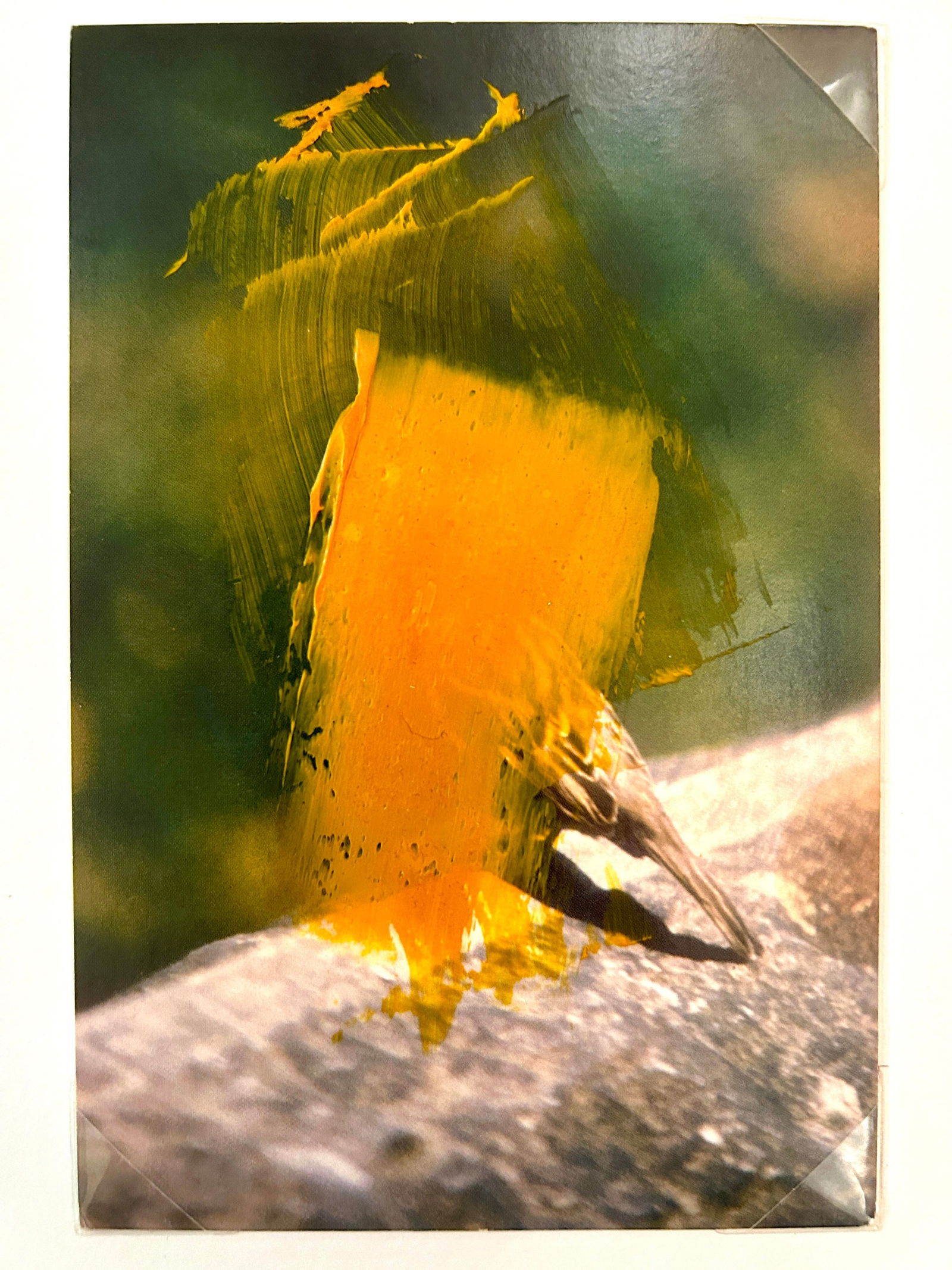 Original Signed James Sprouse "Yellow Oil Bird" 2001 - 6