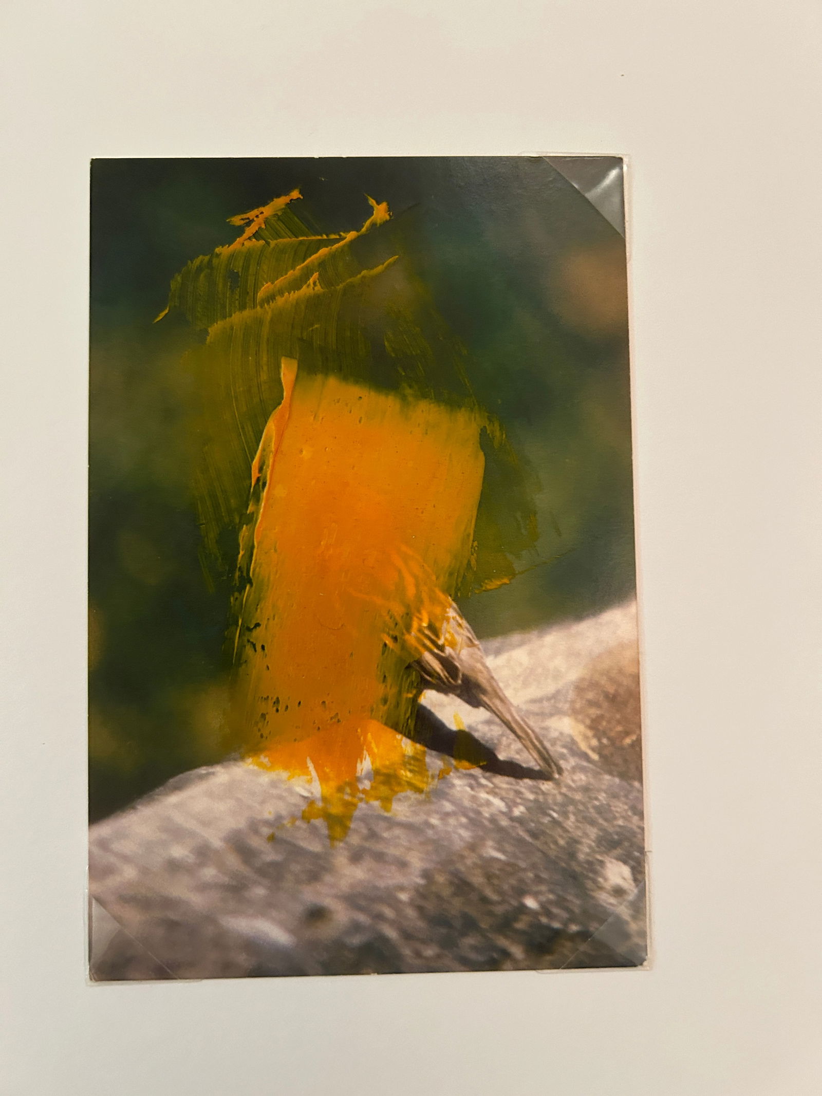 Original Signed James Sprouse "Yellow Oil Bird" 2001 - 7