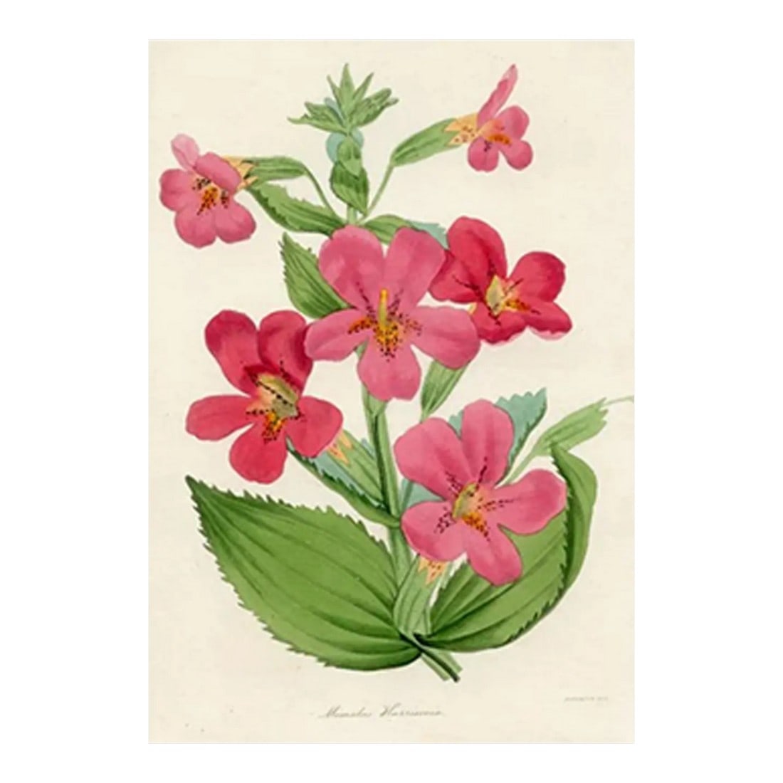 1837, Monkeyflower Botanical Print From Joseph Paxton, Antique Hand-Colored Lithograph, England: Original early 1800s hand colored botanical print that appeared in the "Magazine of Botany", a British horticultural journal published monthly from 1834 to 1849 by Sir Joseph Paxton (1803-1865), a